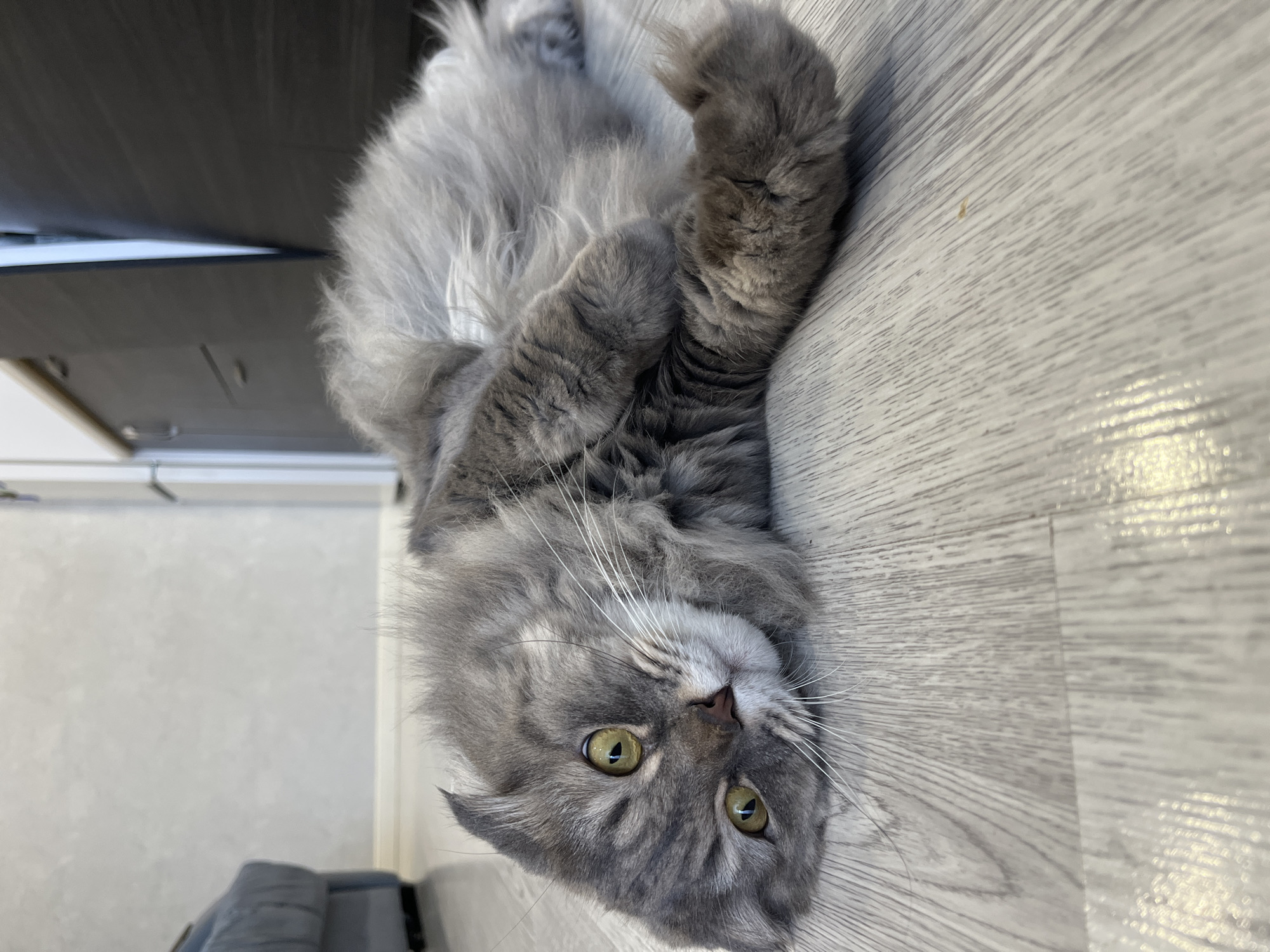 A long-haired grey cat with yellow-green eyes is lying on its side on a light-colored wooden floor. The cat's head is turned towards the camera, and its ears are folded back. The cat's body is mostly obscured by its fur, but its paws are visible. The background is out of focus, but it appears to be an indoor setting with furniture. The scene is well-lit, with natural light coming from the side.