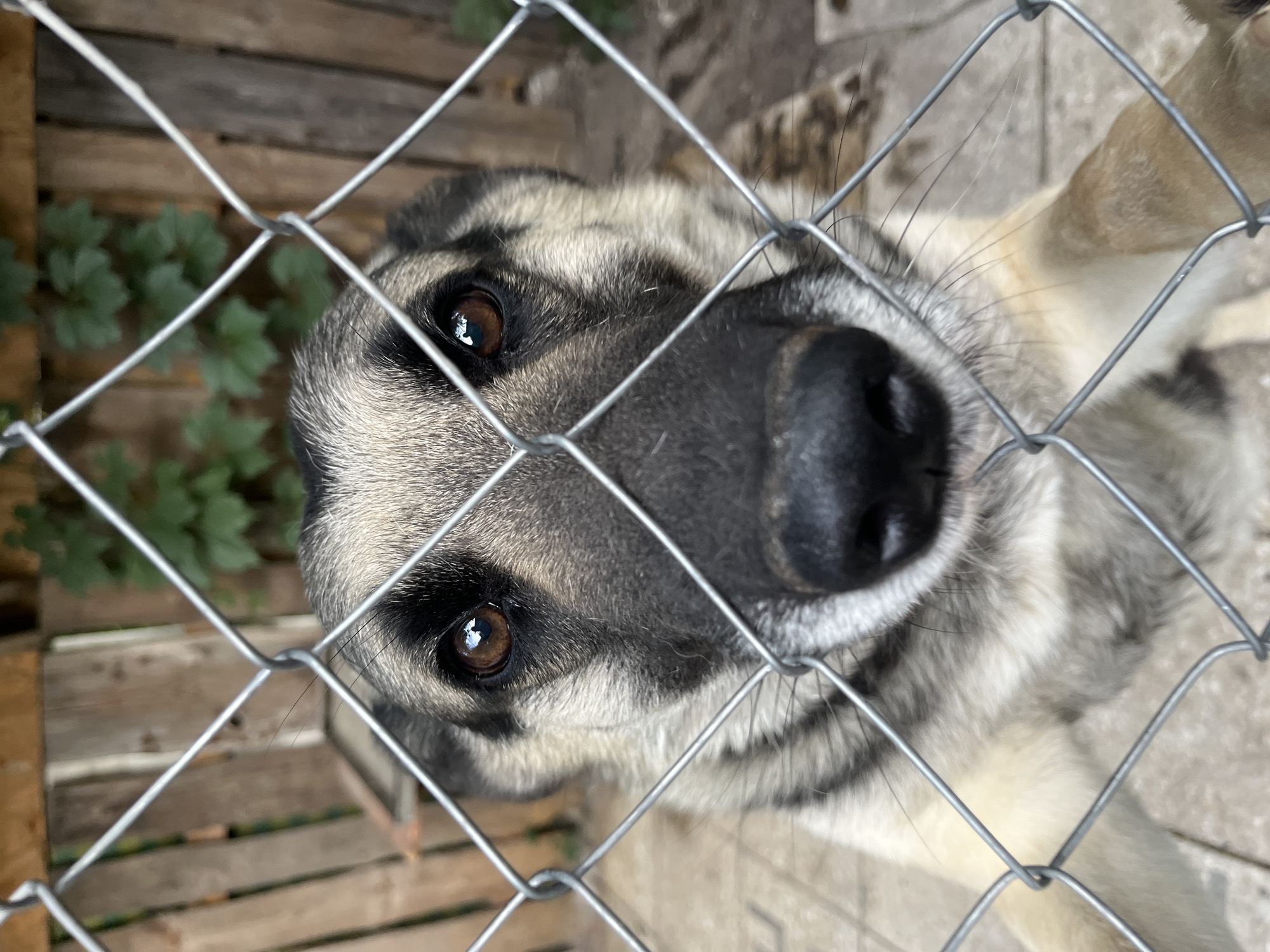 A medium shot captures a dog looking directly at the camera, its face mostly visible through a chain-link fence. The dog has brown eyes, a black nose, and fur with a mix of gray, black, and tan markings. Its ears are perked, and its front paws rest on the fence. The background consists of a wooden fence and some green foliage. The ground appears to be paved. The overall scene suggests an animal shelter or a similar enclosure. The image does not contain any elements that would indicate a specific location within the city of Lviv, Ukraine.