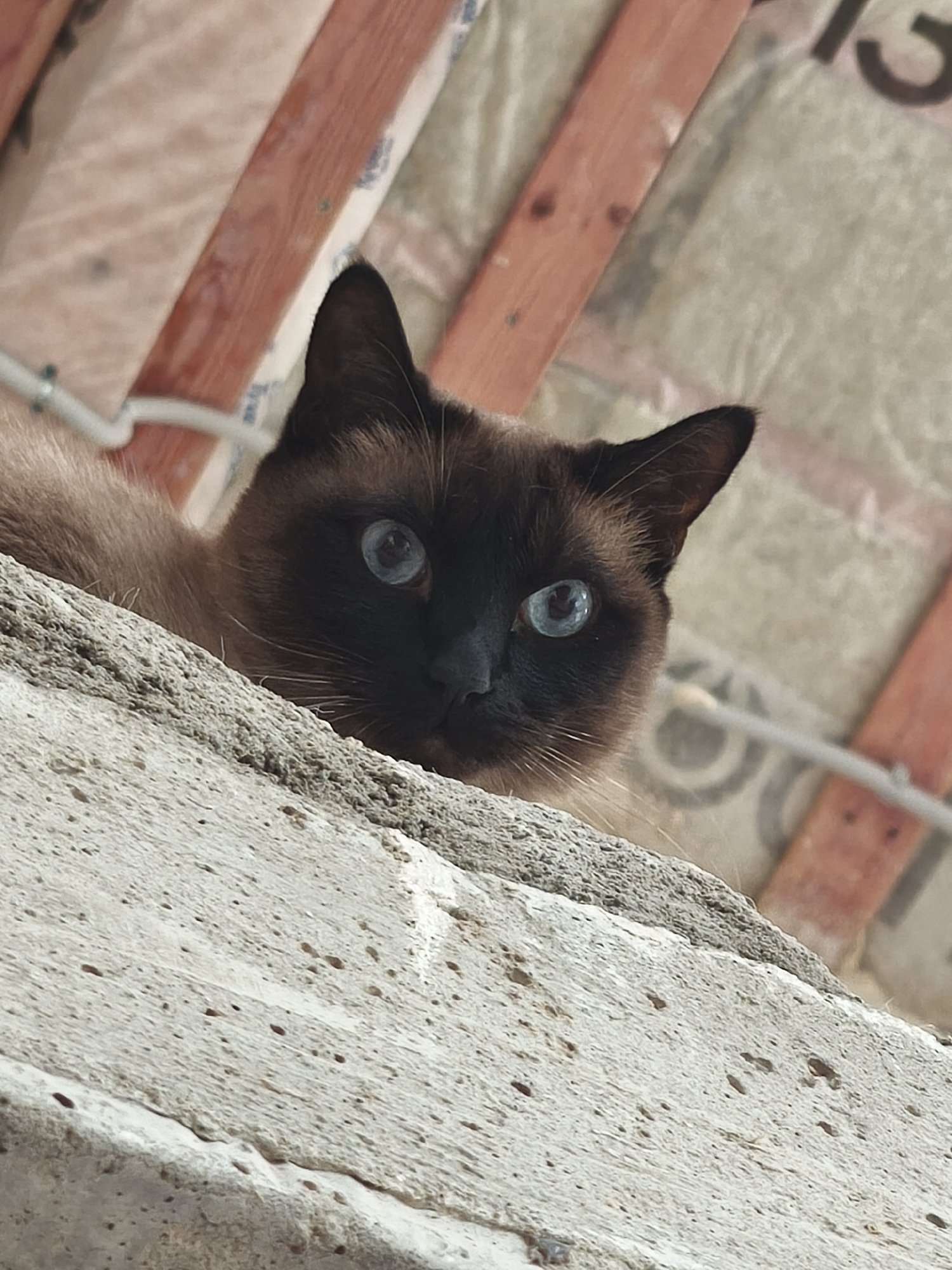 A tan and brown Siamese cat with striking blue eyes peers over a rough, grey concrete ledge. The background consists of pink wooden beams and a light-colored, textured surface, possibly insulation material. The image does not contain information to determine the location in the city of Steklyannyi, Russia.