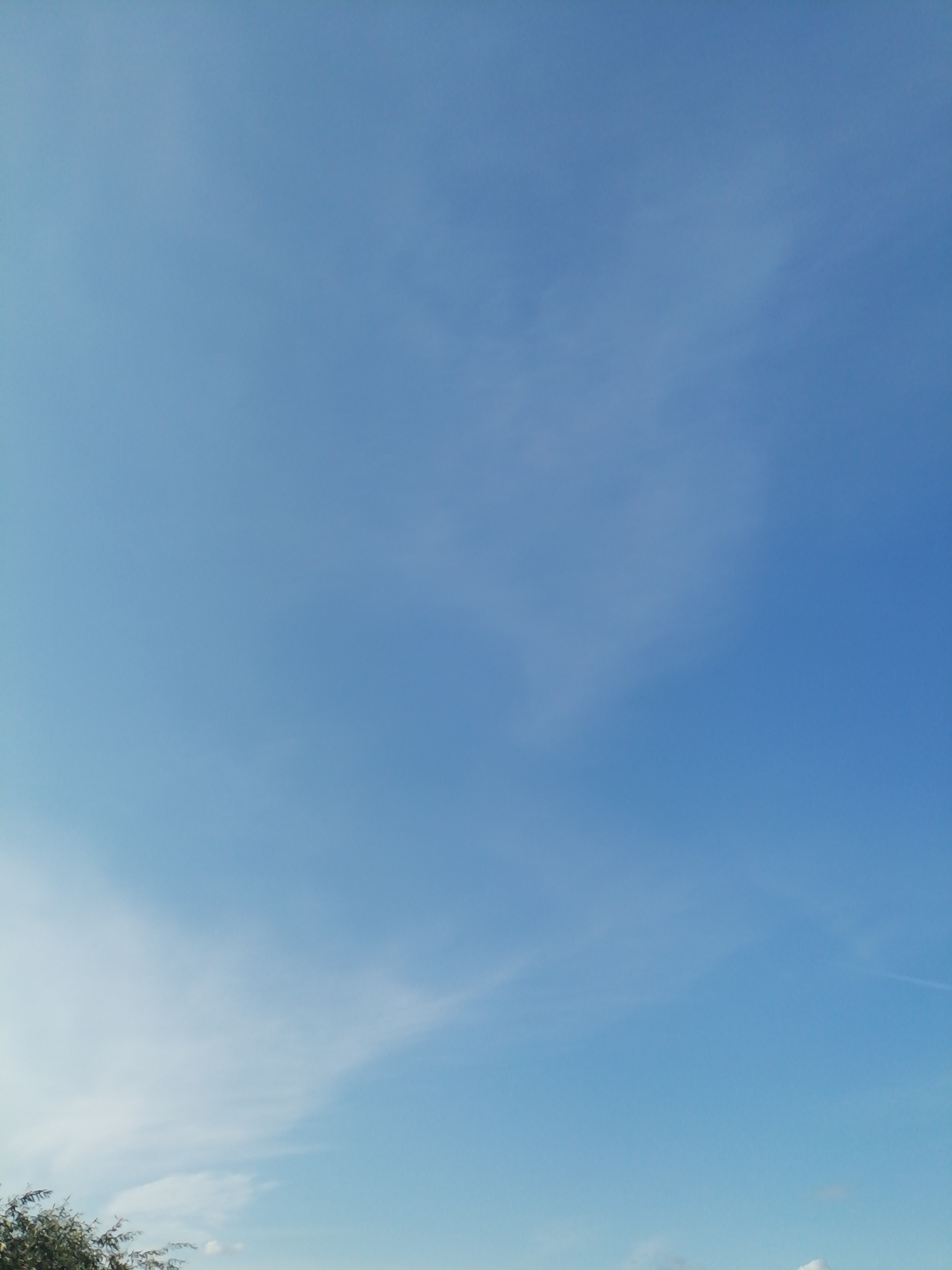 A vertical, eye-level outdoor photograph captures a clear blue sky with scattered wispy clouds. In the lower left corner, the dark green foliage of a tree is visible, its branches extending partially into the frame. The overall impression is that of a serene, open sky, possibly taken from a park or a suburban area. The location is unknown.