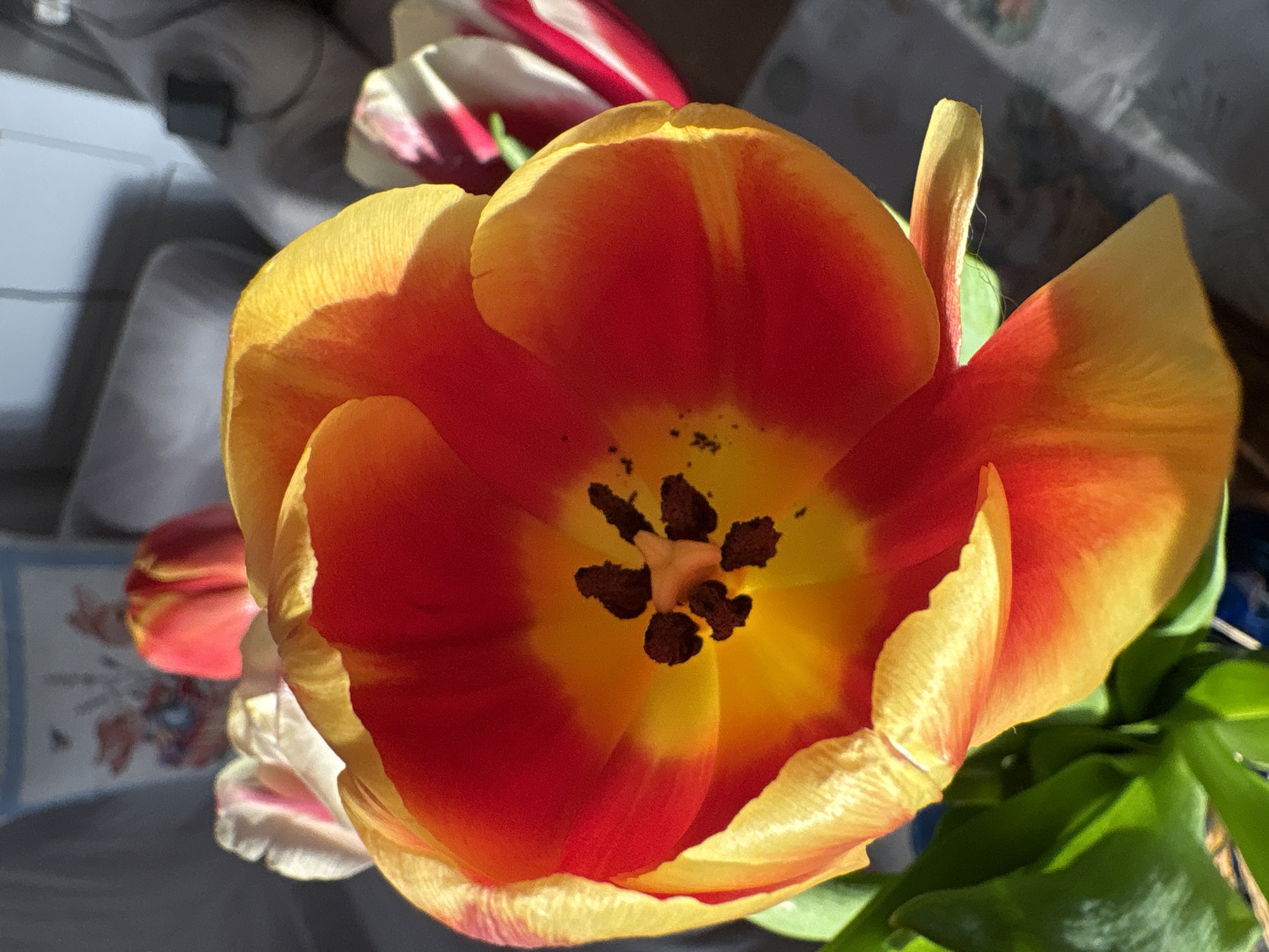 The image is a close-up of a blooming tulip flower. The tulip has petals that are predominantly red with yellow edges. The center of the flower is also yellow and contains dark brown stamens. Green leaves are visible near the base of the flower. There are other tulip flowers visible in the background, partially out of focus. The background includes elements of what appears to be an interior setting, including furniture and possibly a table.
The information provided does not indicate this picture was taken in Burgas, Bulgaria.