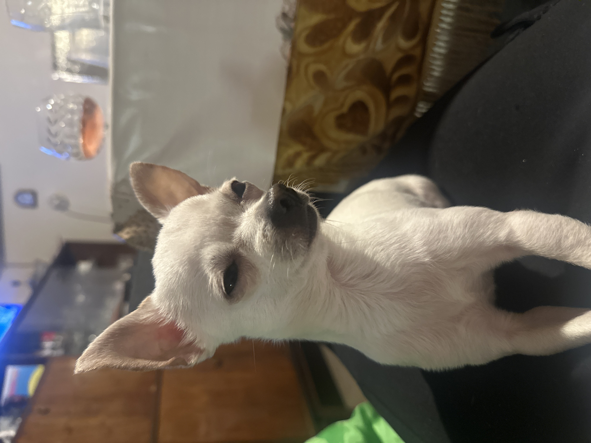A white Chihuahua dog lies on a person's lap. The dog is light-colored with a dark nose and floppy ears. The person's clothing is black, and a green item is visible nearby. Behind the person, there is a couch with a patterned throw and a table holding decorative items. In the background, a television screen and furniture are visible. There is no evidence in the image to confirm the location is Skala, Bulgaria.