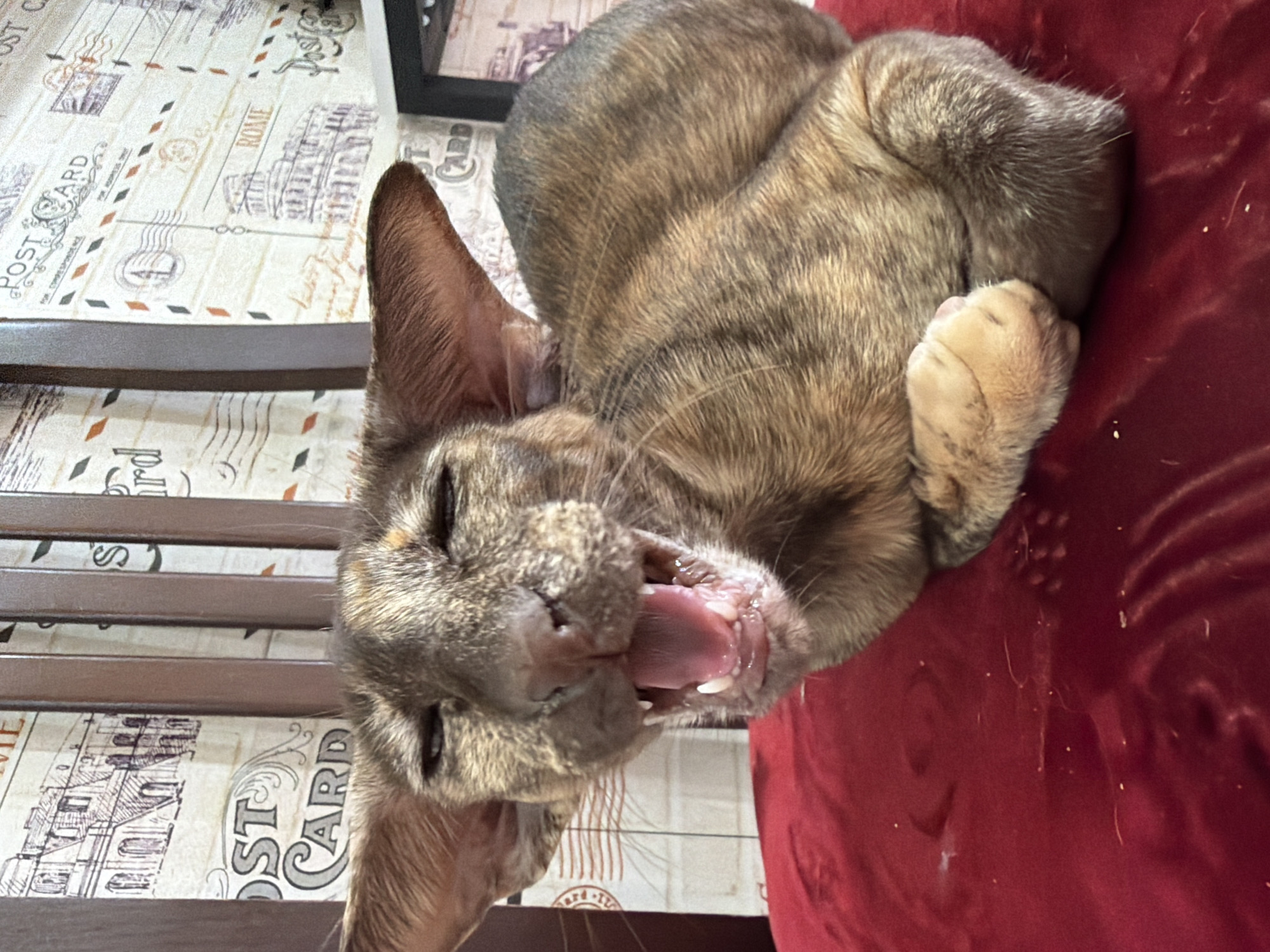 A tabby cat is yawning, showing its tongue and teeth. The cat is lying on a red cushion. A table with a postcard-themed tablecloth is behind the cat. The photo was taken in an unknown location. There is no information available about the location in the city of Chaikovsky, Russia.