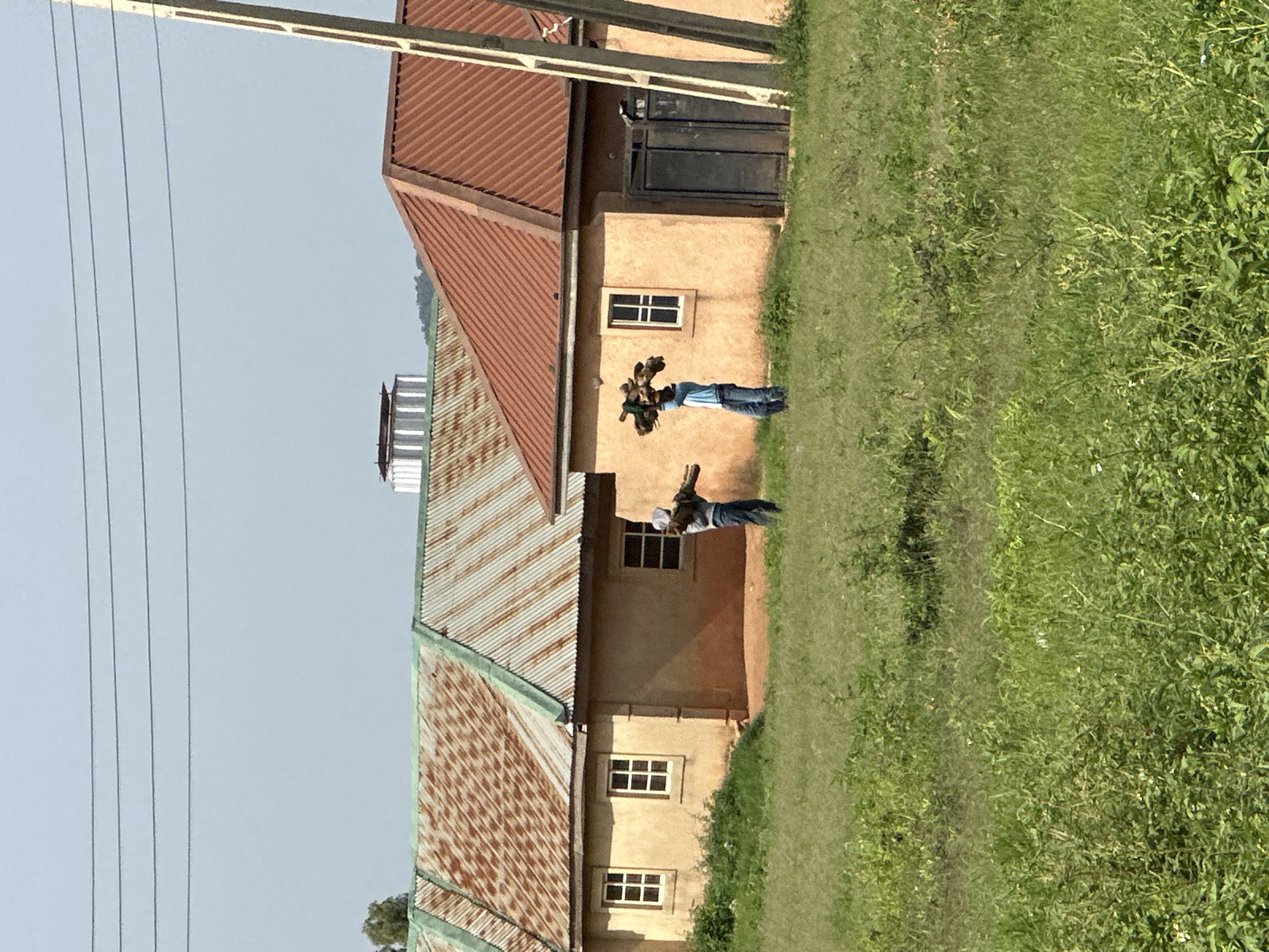 In Udu, Nigeria, two individuals are depicted carrying bundles of firewood on their heads, walking across a grassy field in front of two buildings. The building on the left has a rusty corrugated metal roof with green trim, and the building on the right has a red corrugated metal roof. Both buildings are painted in a light tan color and have windows. Electrical wires are visible strung across the sky above the buildings.