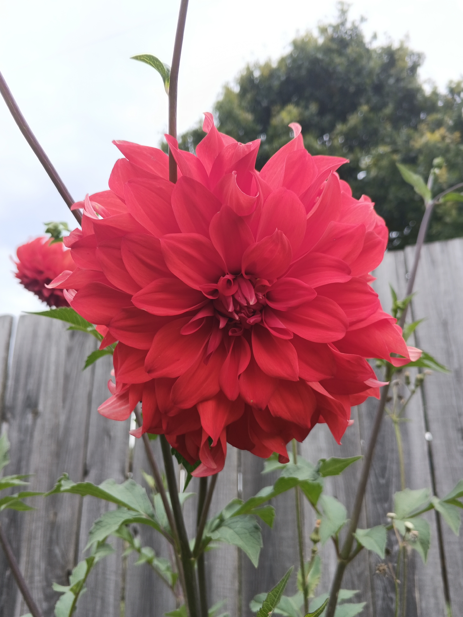 The image shows a close-up of a large, vibrant red dahlia flower in full bloom. The dahlia has numerous ruffled petals arranged in a complex, layered pattern, with a focus on the intricate center. The flower is positioned prominently in the foreground, with its stem and green leaves visible.
In the background, a weathered wooden fence runs horizontally across the frame. Behind the fence, a blurry mass of green foliage, likely trees, is visible against a pale, overcast sky. To the left of the main dahlia, another red dahlia flower, slightly out of focus, can be seen.
The overall setting appears to be an outdoor garden. The image was taken in Medvedyovka, Russia.