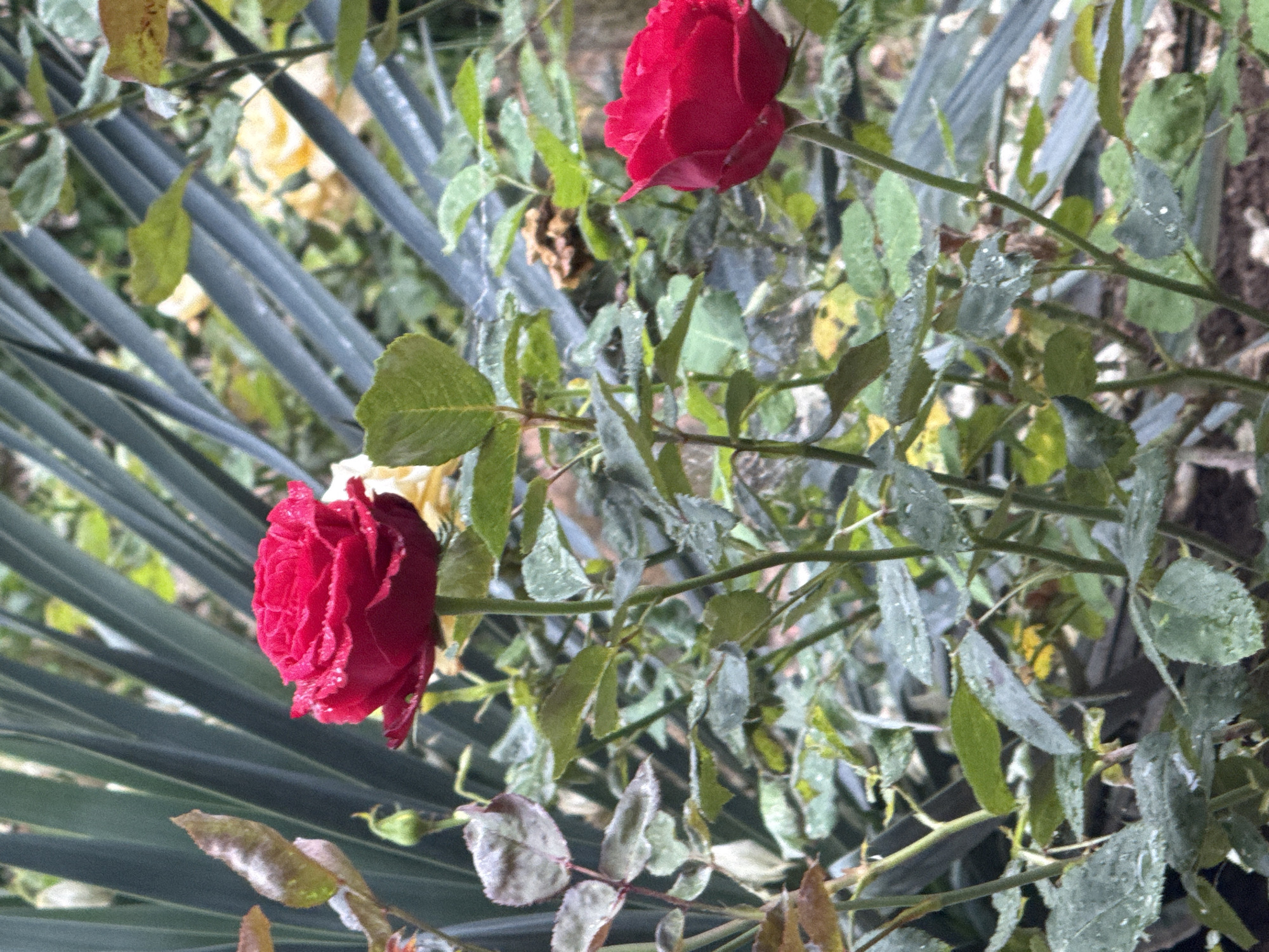 This vertical photograph captures a garden scene in the city of Pleven, Bulgaria, featuring two prominent red roses. The rose in the upper-center is fully bloomed, presenting numerous petals covered in small water droplets, suggesting dew or recent rain. A second, partially opened red rose is visible in the lower right, also adorned with water droplets. Both roses are surrounded by a dense network of green leaves, many of which exhibit similar water droplets. Some leaves show minor discoloration or browning at their edges. The background consists of out-of-focus foliage, including distinctive long, sword-like green leaves, possibly from a Yucca or similar plant, and blurred yellow floral elements. The immediate ground beneath the plants appears to be dark soil or mulch. The scene is illuminated by natural, soft daylight, without harsh shadows.