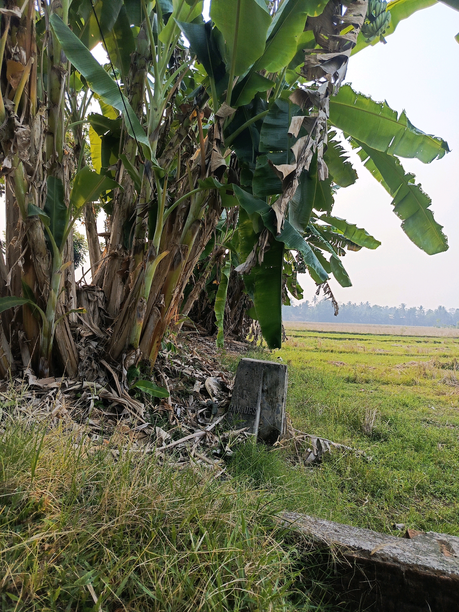 In Megang Sakti II, Indonesia, a cluster of banana trees dominates the foreground, their thick, fibrous trunks reaching towards the sky. Large, green banana leaves, some tattered and dried, fan out, creating a dense canopy. Beneath the trees, dry banana fronds litter the ground, interspersed with green grass. A weathered, rectangular concrete marker stands partially embedded in the earth to the right of the banana trees, its surface bearing faint inscriptions. Beyond the trees, a vast expanse of farmland stretches into the distance. The field is a patchwork of green grass and dry, golden stubble, suggesting a recent harvest. In the far background, a line of palm trees and other foliage marks the horizon, silhouetted against a hazy, pale sky. The overall scene depicts a rural landscape, characterized by lush vegetation and agricultural fields.