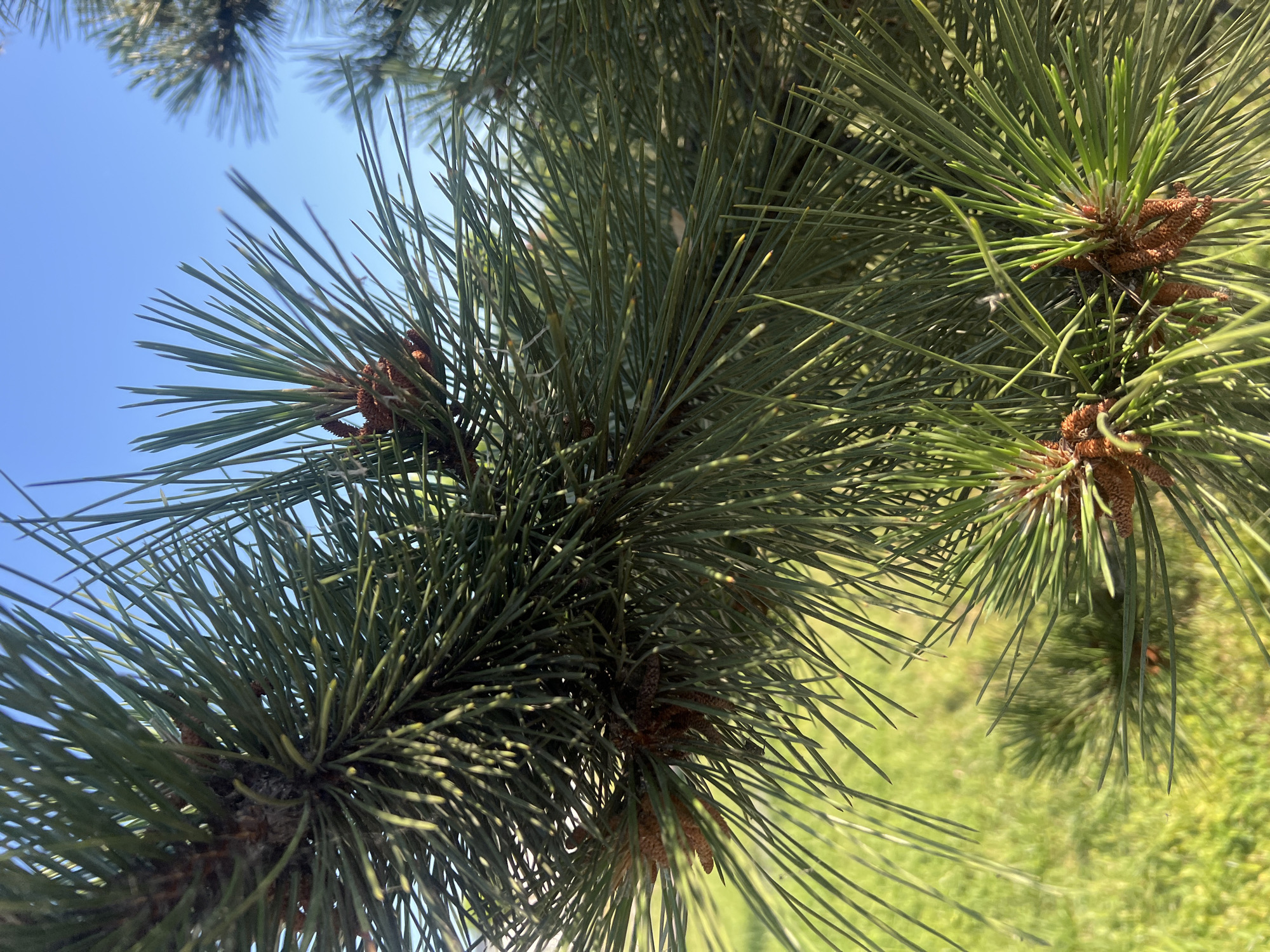 The media file is a close-up, outdoor shot of pine tree branches against a clear blue sky. The pine needles are a vibrant green, and small brown pine cones are visible among them. The focus is on the intricate details of the pine needles and cones, with the background blurred. The top left of the image shows a wider view of the sky with another section of pine branches, while the right and bottom of the image show a blurred green landscape, likely grass. The lighting suggests it is daytime, possibly a sunny day, given the bright sky and the shadows cast by the needles. No people, text, or specific location cues are visible. The overall impression is one of natural beauty and the details of a pine tree in good weather.