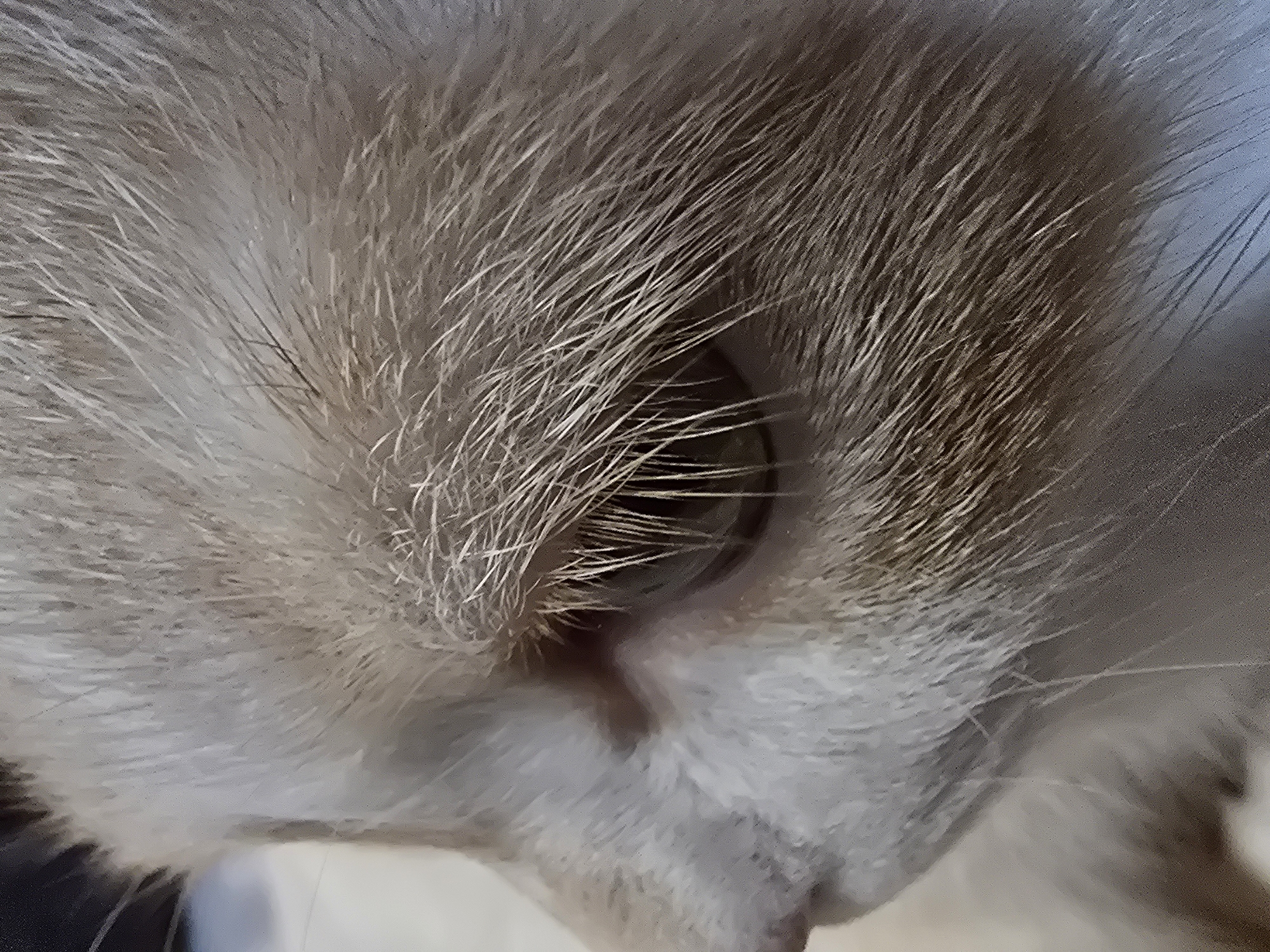 A close-up, profile shot captures the side of a light-colored cat's face, focusing on its eye and surrounding fur. The cat's fur is a blend of cream and light brown, with individual strands of whiskers clearly visible around its eye. The cat's eye is partially visible, appearing to be a light green or yellow color, with its pupil dilated. The background is out of focus and appears to be a neutral, light color.