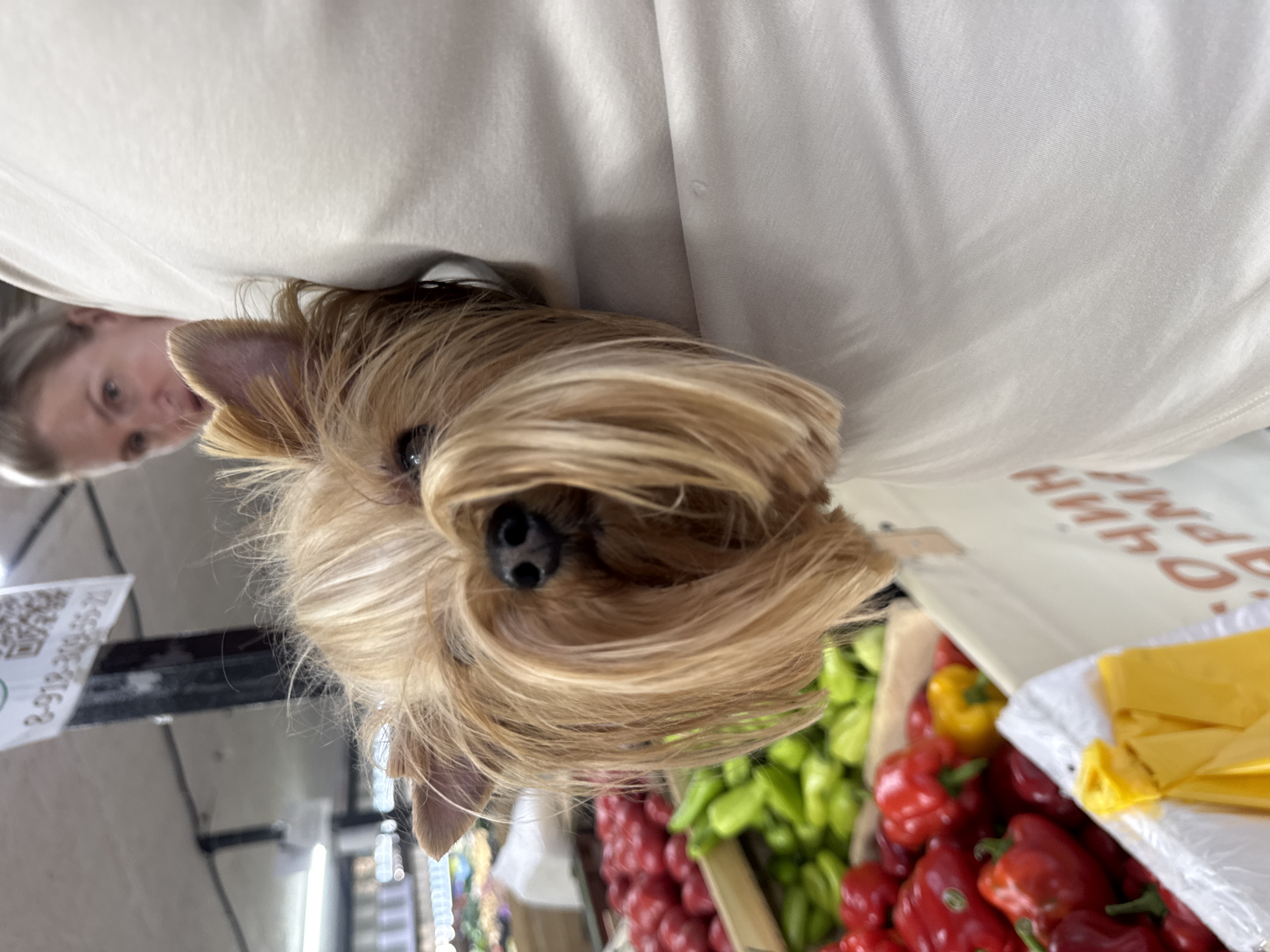 The image shows a close-up of a small, blonde dog with shaggy fur peeking out from a light-colored garment, likely a shirt or pouch, worn by a person whose face is partially visible in the background. The dog's head is turned towards the camera, with its nose and a portion of its eyes visible amidst its fur. In the blurred background, there appear to be stalls with fresh produce, including red tomatoes and green and red bell peppers, suggesting a market or grocery store setting. A sign with Cyrillic lettering is visible on a white bag in the foreground. The overall impression is a candid moment of a dog being carried or held by its owner in a public place.