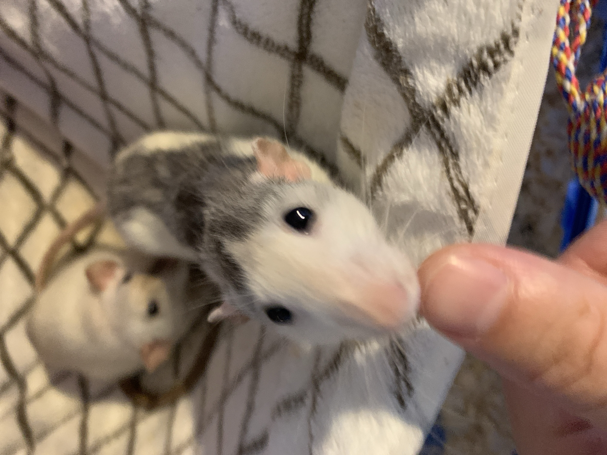The image shows a close-up of two pet rats. The rat in the foreground is larger and has black eyes, a pink nose, and white and gray fur. It is looking directly at the camera. A finger, likely belonging to a human, is visible on the right side of the frame, appearing to reach towards the rat. In the background, a smaller rat with white fur and pink ears is slightly out of focus, peeking out from behind the larger rat.
The rats are on a soft, textured surface that appears to be a blanket or fabric with a subtle checkered pattern. The setting seems to be indoors, possibly in a pet's enclosure or a home environment. There is also a glimpse of a colorful rope toy in the upper right corner, suggesting a play area. The lighting suggests it is daytime, but no specific time can be determined. No text is visible in the image. The overall mood is intimate and suggests a moment of interaction between the rats and their caregiver.
