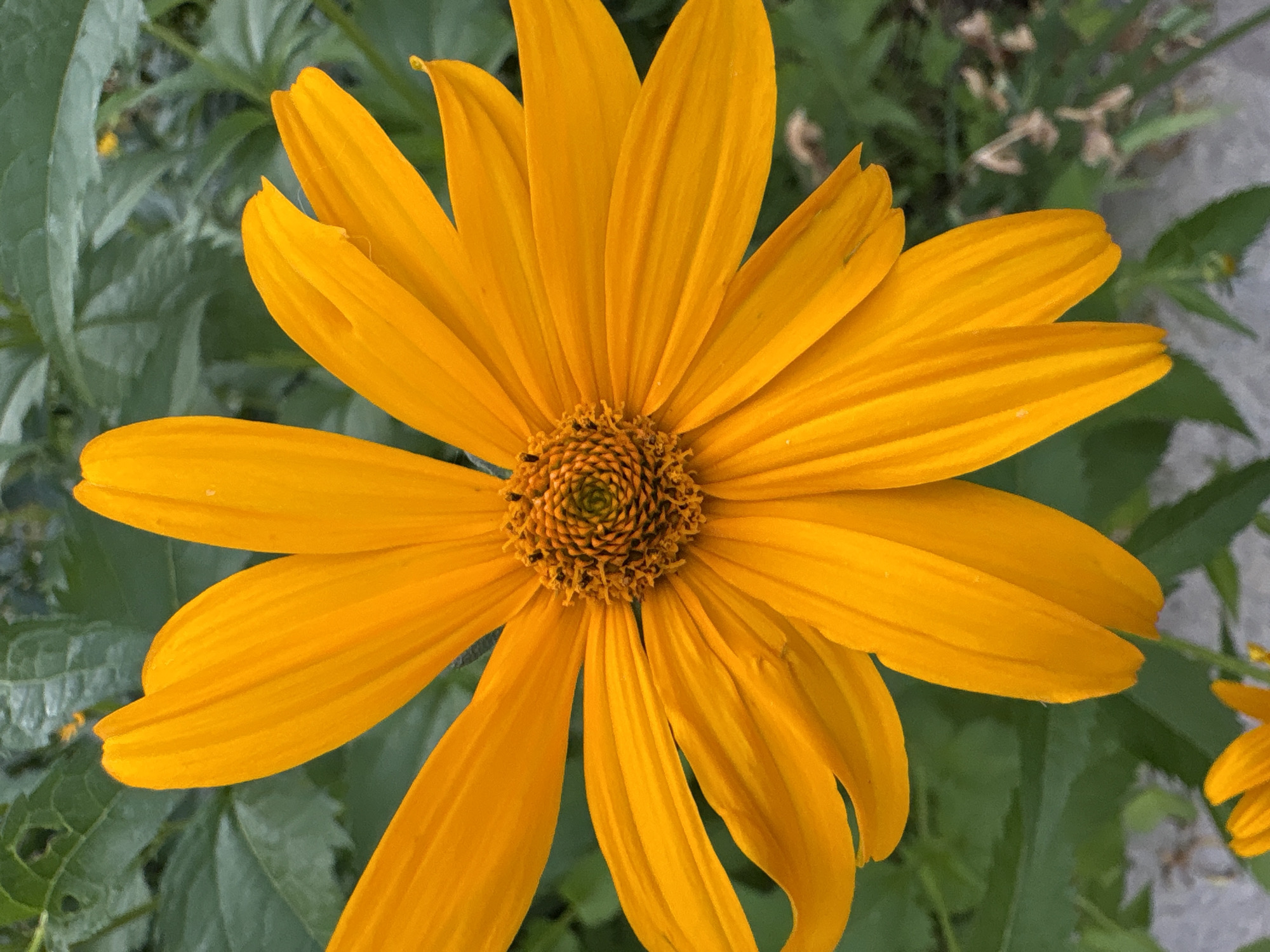 A close-up, top-down view of a vibrant orange flower, likely a type of daisy or sunflower, is centered in the frame. Its numerous pointed petals radiate outwards from a dark, textured center. The background consists of lush green foliage, suggesting an outdoor setting. The image is sharp and well-lit, highlighting the intricate details of the flower. There is no discernible location in Vitsebsk, Belarus indicated within the image.