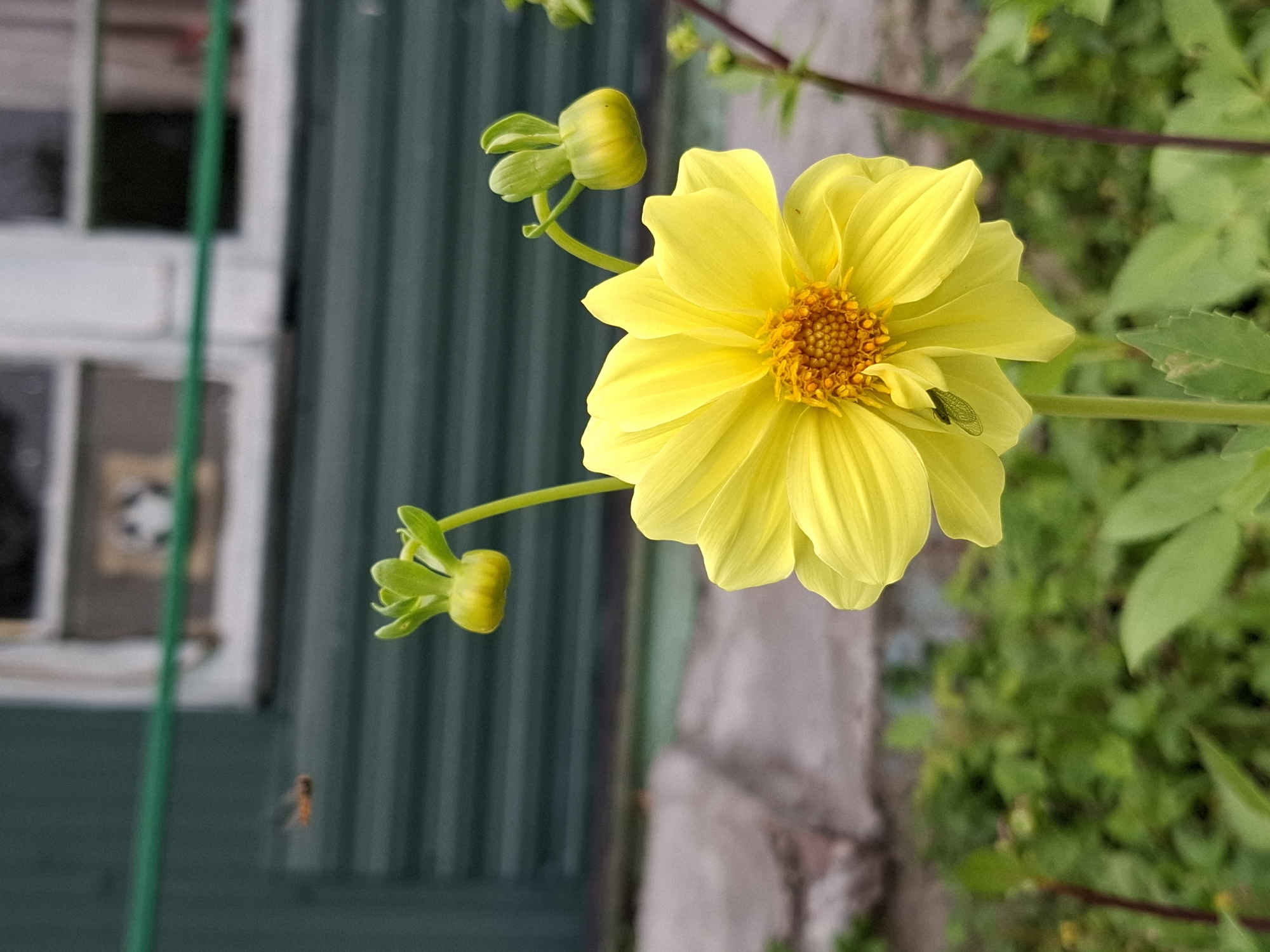 In an outdoor scene with a blurred background of a green, corrugated wall and a building with a white-trimmed window, a bright yellow dahlia flower is in sharp focus. The dahlia has numerous petals and a central, textured orange disc. Two unopened buds of the same yellow flower are visible, one to the upper left and another to the upper right of the main bloom. A small green insect is perched on one of the dahlia's petals. In the upper left corner of the image, a small, blurred orange insect, possibly a bee, is in flight. The foreground and midground are filled with green foliage, and a thin brown stem with a single leaf is visible to the right of the main flower. The ground appears to be a path or paved area with some stones.