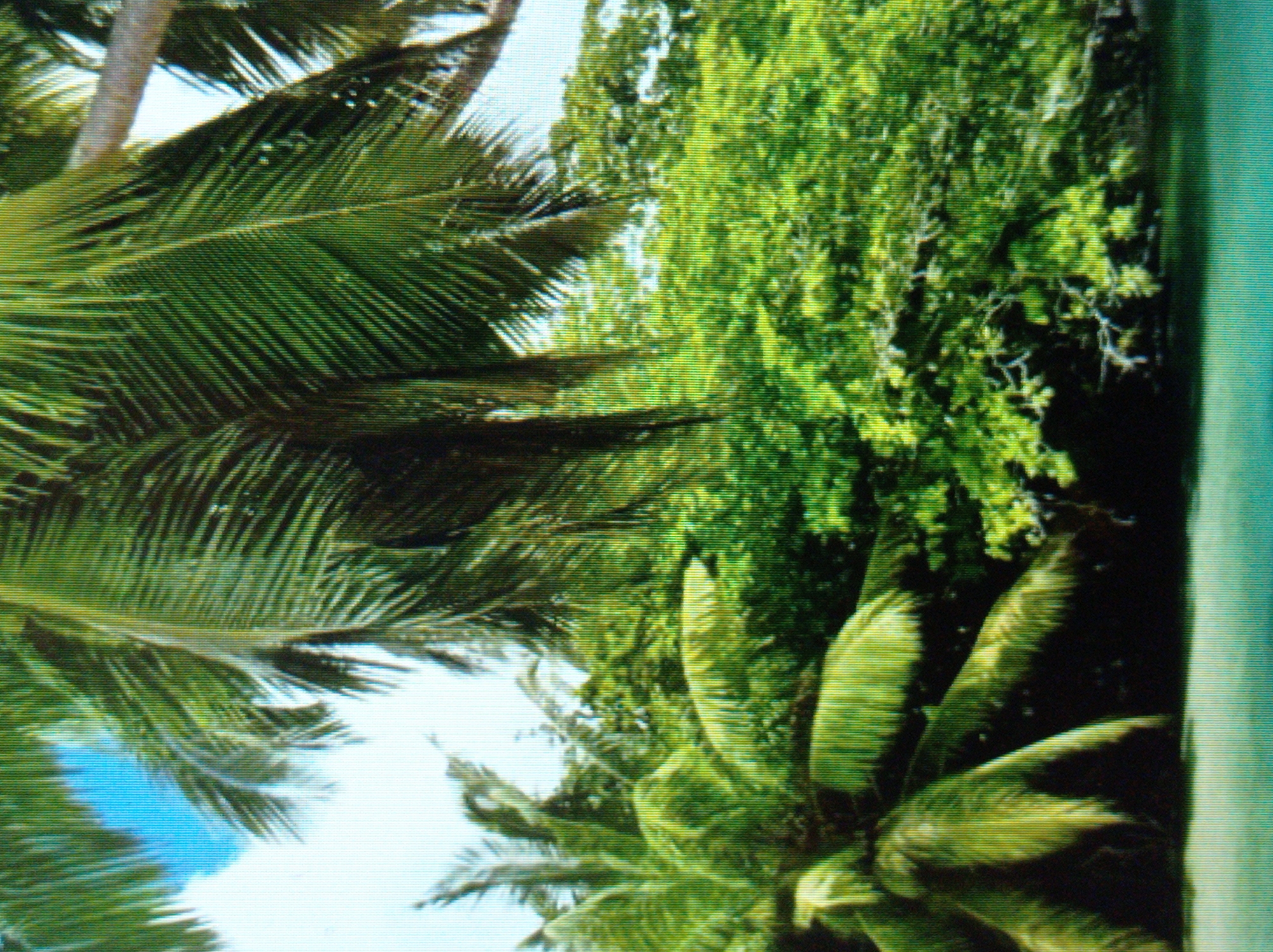 The image depicts a dense, lush green foliage of palm trees and other vegetation, with glimpses of blue sky and water in the foreground. The scene appears to be a tropical or subtropical environment. There are no people, objects, or actions evident in the image. The location is not identifiable as Mukachevo, Ukraine, as the visual elements are inconsistent with that geographical area.