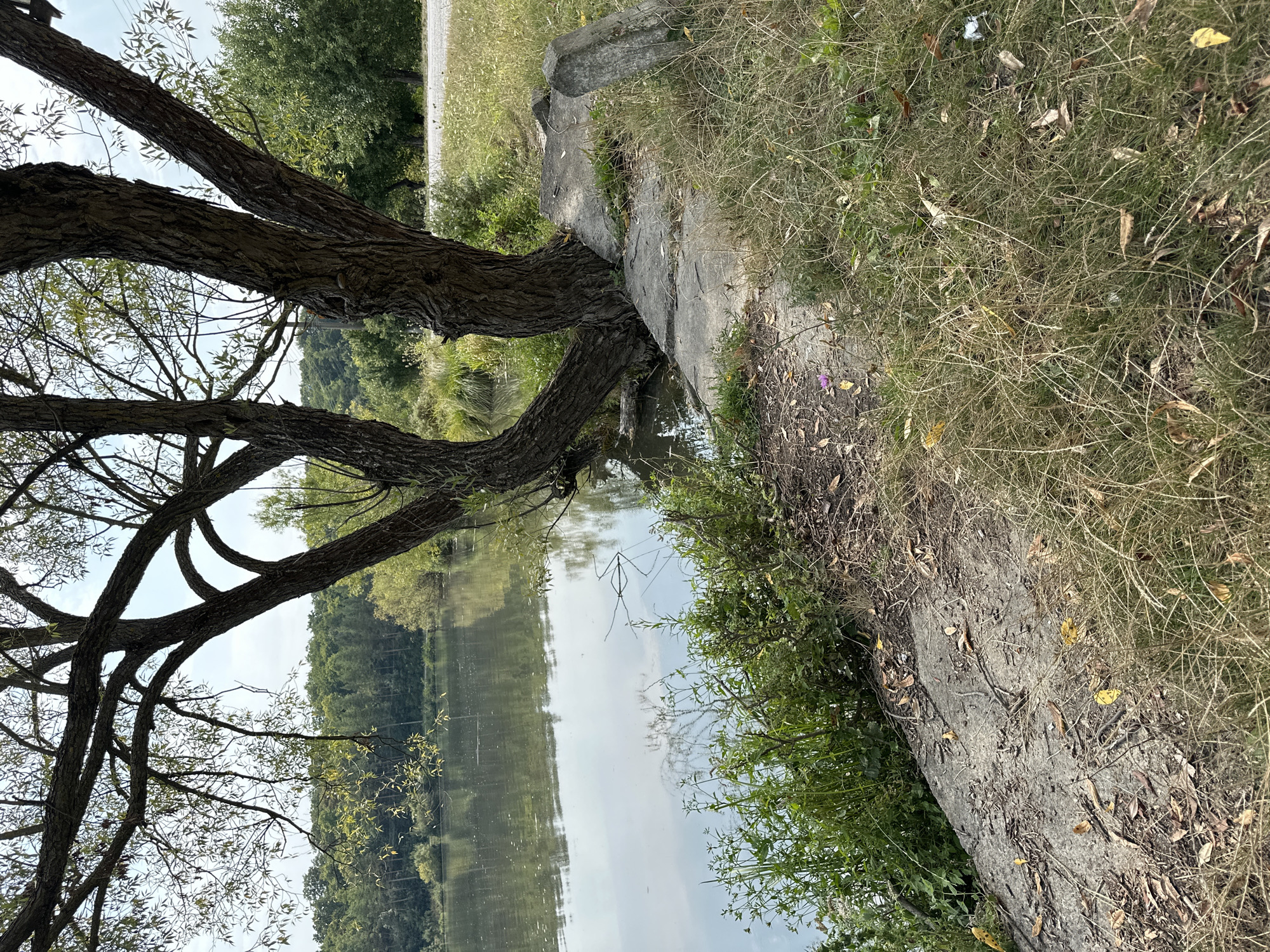 An outdoor scene depicts a lake in Makiv, Ukraine, with a large tree growing on its bank. The tree's trunk is split into three main branches that curve towards the water. The roots of the tree are exposed on a concrete embankment. The lake's surface is calm and reflects the surrounding trees and sky. The bank is covered in dry grass and fallen leaves. In the background, a line of trees forms the far bank of the lake. A paved path is visible in the upper right portion of the image. There are no people present in the scene.