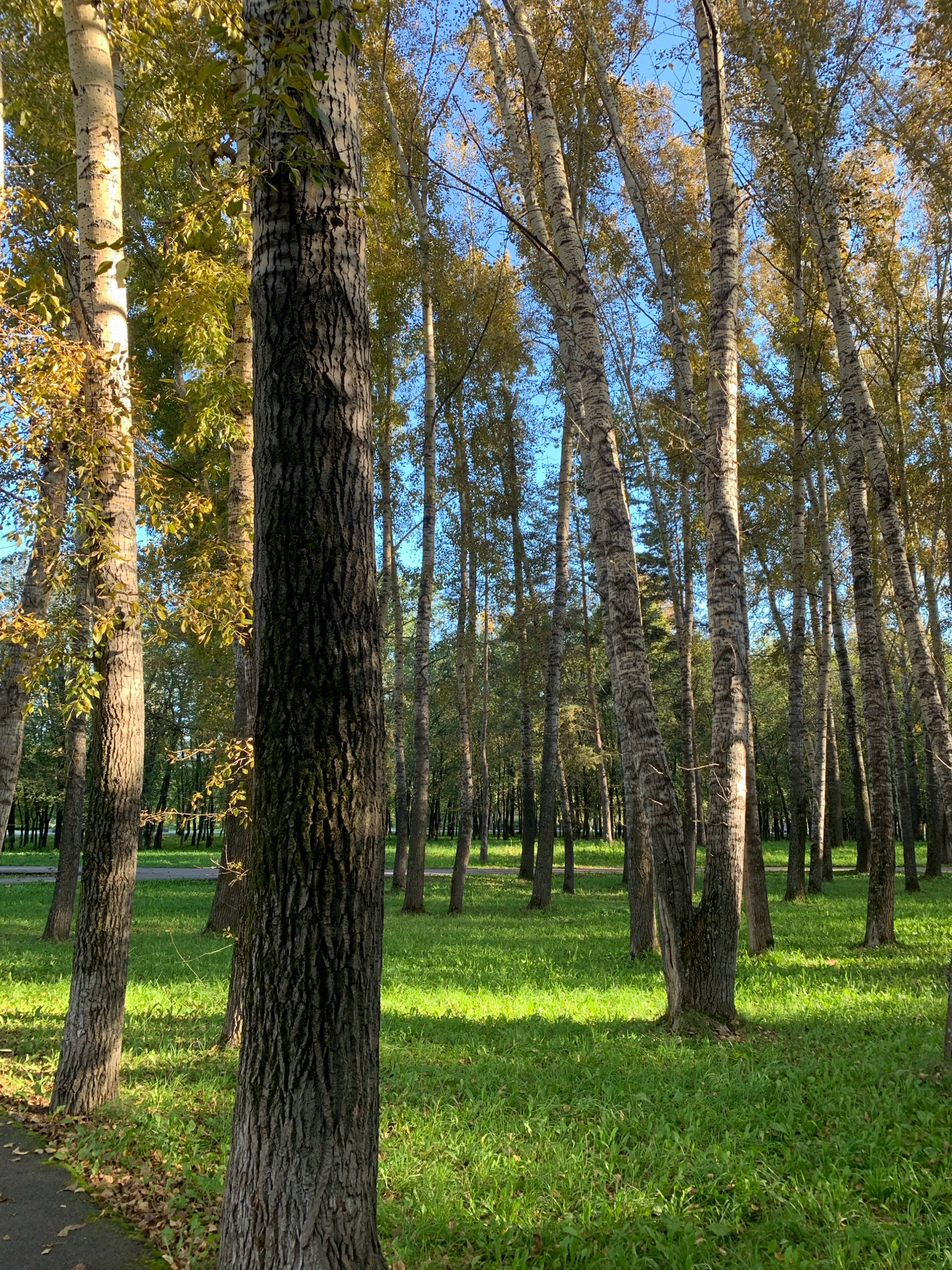The image shows a dense forest with tall trees, predominantly birch and aspen, with white bark and dark markings. The trees are in full leaf, with some showing signs of autumn coloration. The ground is covered in lush green grass, with patches of sunlight filtering through the canopy. A pathway made of dark asphalt is visible on the left side of the image, with fallen leaves scattered along its edge. The sky is a clear blue. The scene is tranquil and appears to be a park or a forest area within a city. The location is specified as Prokopyevsk, Russia, suggesting an urban green space. No people or animals are visible in the image. The overall impression is one of a peaceful, natural environment bathed in sunlight.