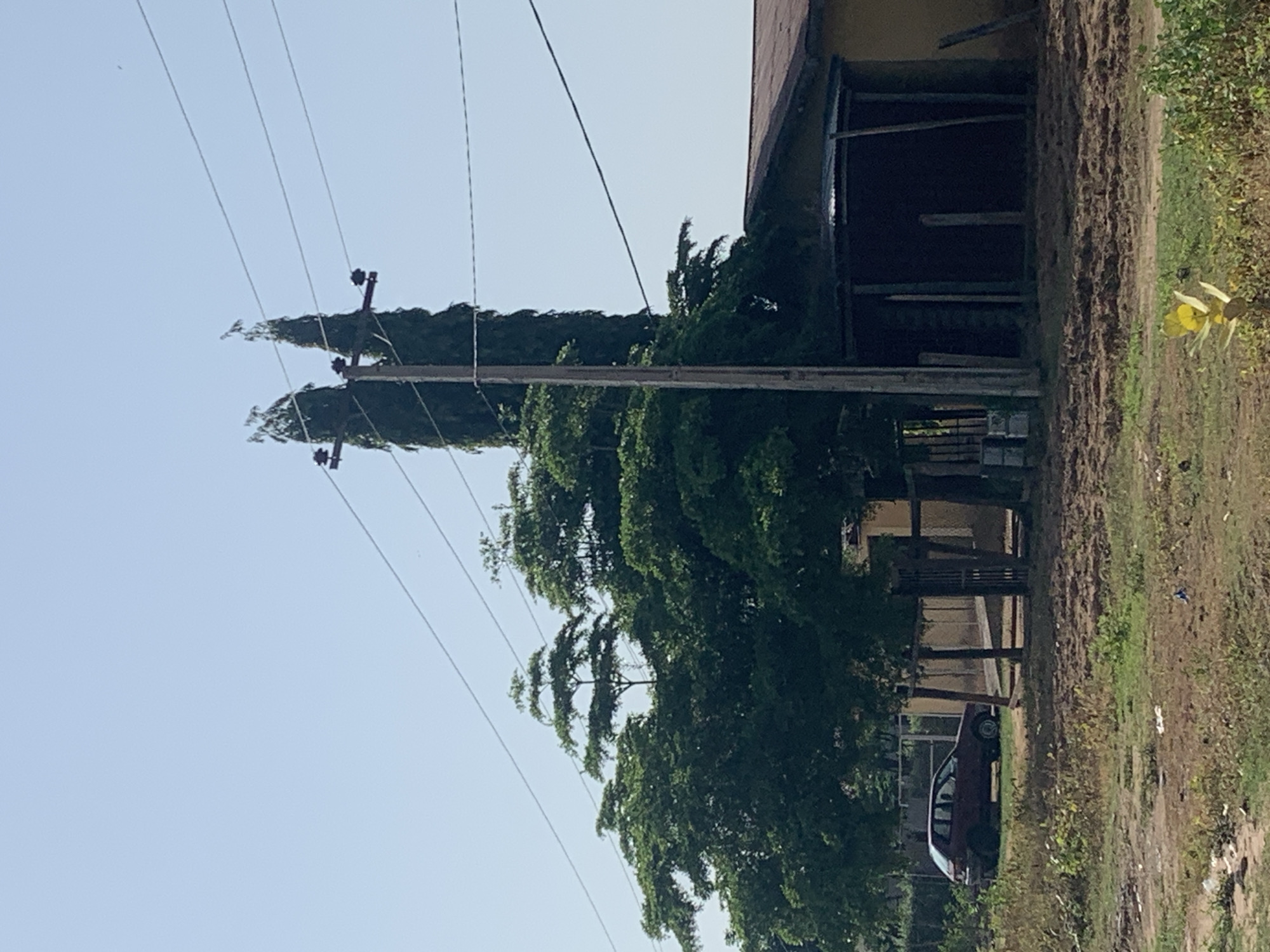 An exterior, daytime, medium shot shows a rural scene with a single, narrow, light brown wooden utility pole standing vertically near the center of the frame. The pole is adorned with insulators and electrical wires that extend across the clear, pale blue sky. To the left of the pole, a large, bushy green tree with a layered canopy dominates the middle ground, partially obscuring a dark, narrow building with a corrugated metal roof. To the right of the pole, a taller, slender, dark green conifer tree stands. Further to the left, a maroon car is parked on a dirt lot, with a metal fence behind it. The foreground is an uneven, dirt and dry grass area.