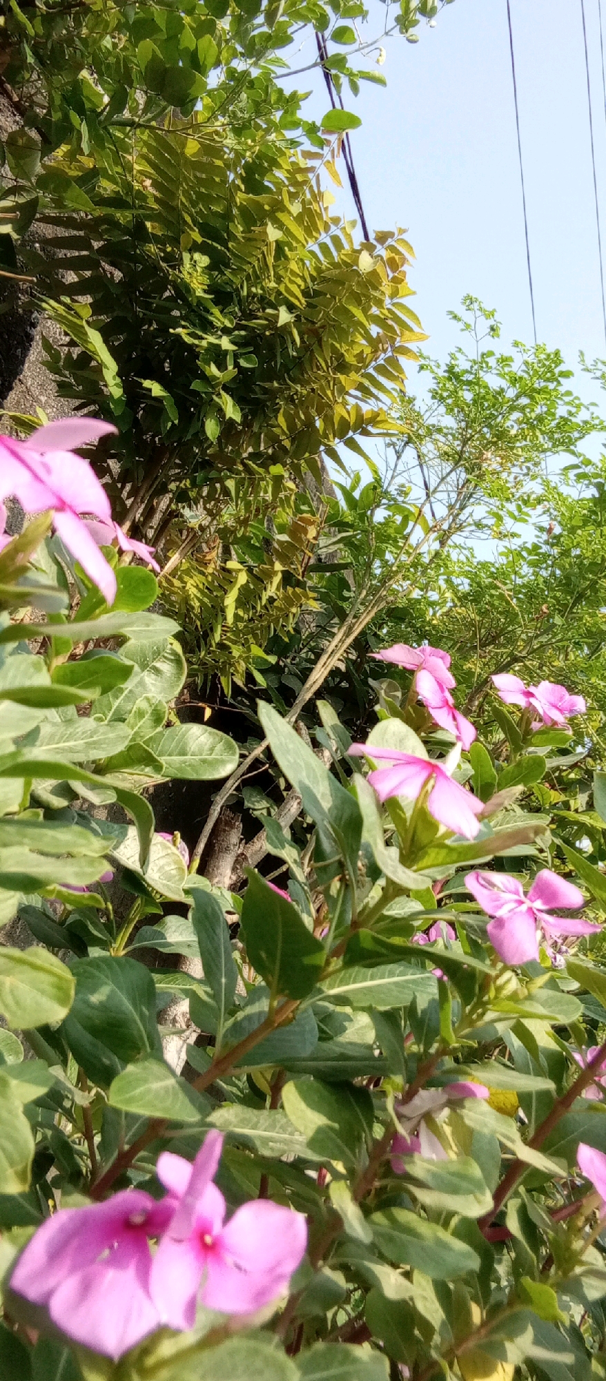 A close-up, low-angle shot captures a cluster of vibrant pink vinca flowers in the foreground, with their delicate petals unfurling against a backdrop of lush green leaves. Behind the flowers, a textured grey wall is visible, partially obscured by the dense foliage. In the upper right quadrant, the clear blue sky is dotted with thin, dark power lines. The scene is set outdoors, likely in a garden or along a wall in the city of Kediri, Indonesia, as suggested by the presence of tropical flora and the clear sky typical of the region. The lighting suggests it is daytime, with sunlight filtering through the leaves, creating dappled shadows. No people are present in the frame.