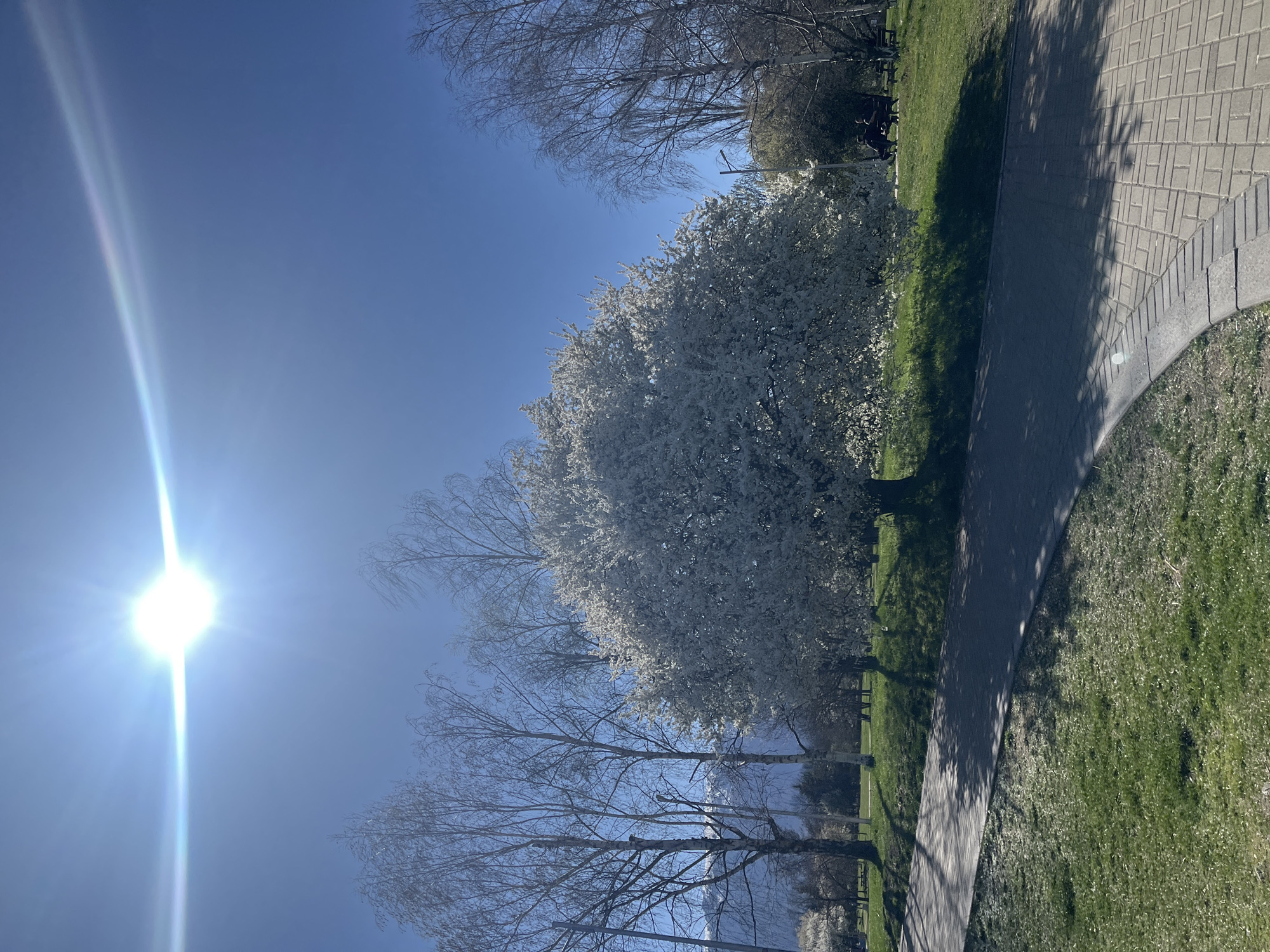 The image shows a park scene under a clear blue sky with bright sunlight. The sun is positioned on the left side of the frame, casting a long glare. Dominating the view is a large, flowering tree covered in white blossoms, situated along a walkway. Several bare trees with intricate branch patterns are also visible. A paved pathway runs alongside the grass, with shadows cast by the trees. The scene evokes a springtime atmosphere. It is not possible to identify the specific location in Sofia, Bulgaria, from the image alone. There are no people visible in the picture.