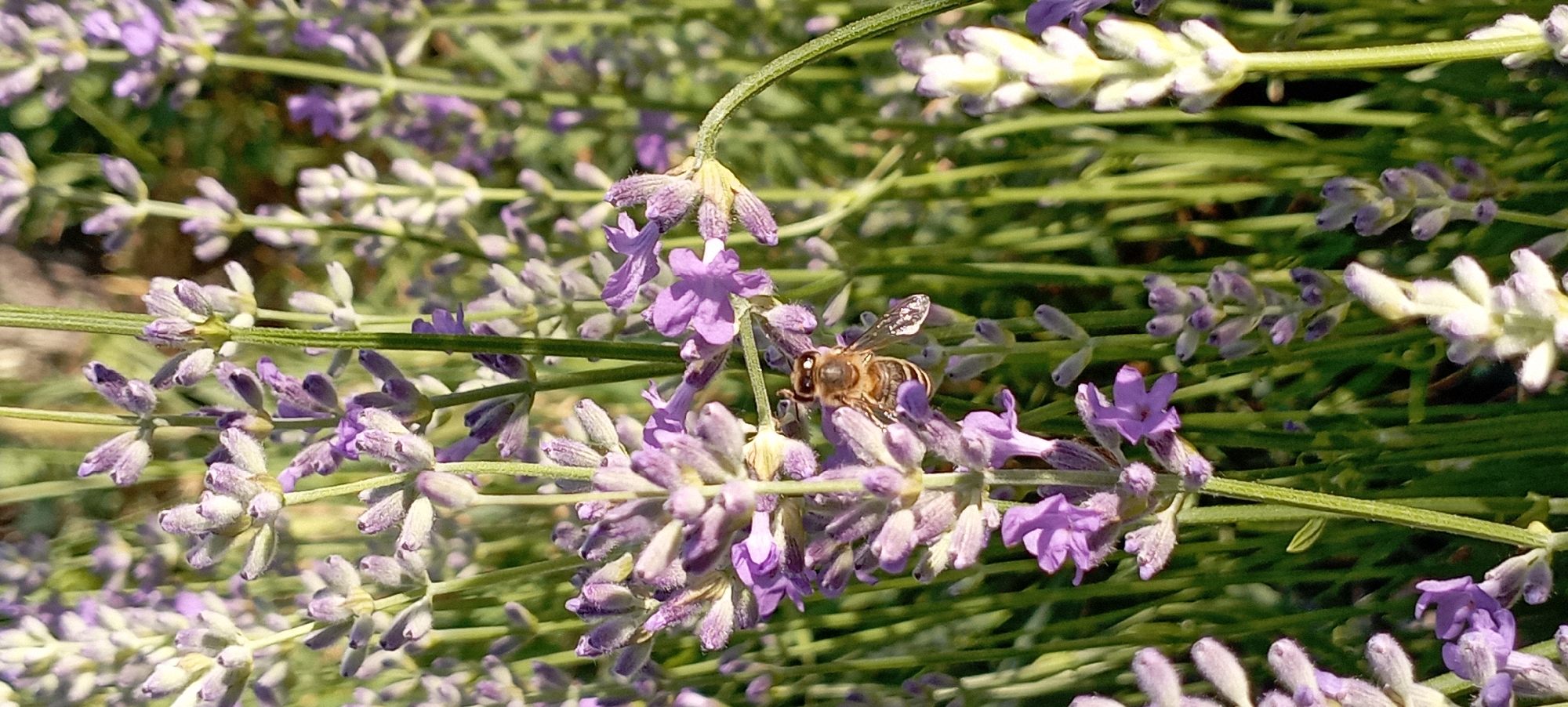 A close-up, vertical shot shows a bee perched on a lavender stalk in Radisne, Ukraine. The bee, with its fuzzy brown and black body and transparent wings, is facing right and appears to be collecting nectar. The lavender flowers are a vibrant purple, with some buds still closed and others in bloom. The background is filled with more lavender stalks and foliage, creating a soft, blurred effect that highlights the bee and its immediate surroundings. The lighting suggests it is daytime, with sunlight illuminating the scene.