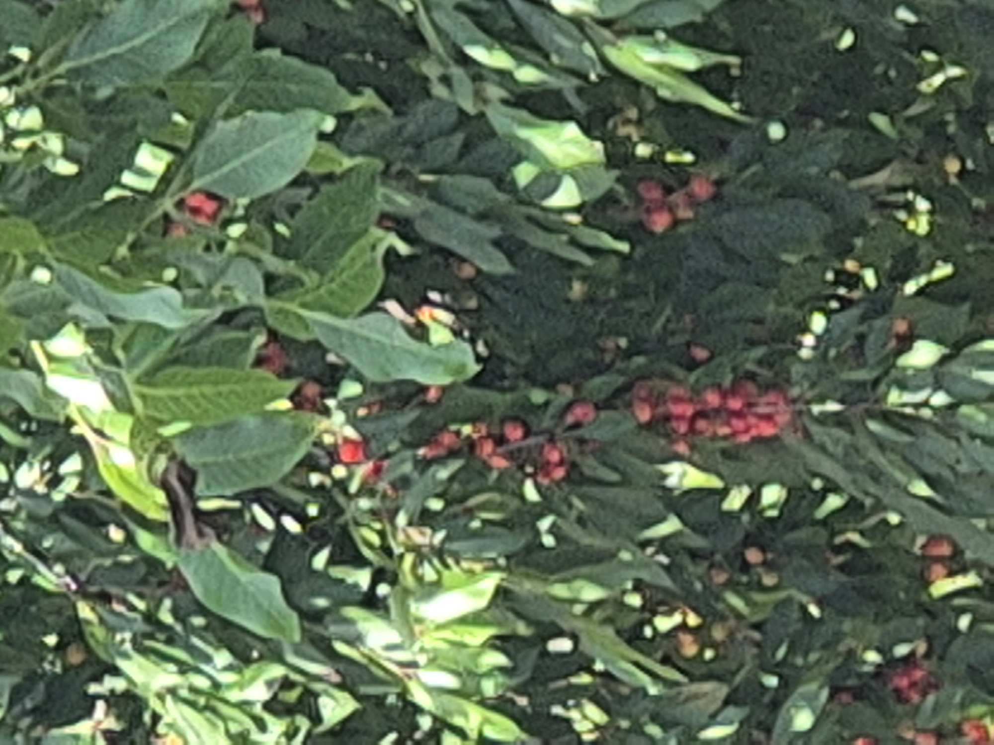 A dense cluster of green leaves and branches with clusters of small, red berries is visible. The image is slightly out of focus, giving it a soft, natural appearance. The red berries are round and appear to be ripe, contrasting with the dark green of the foliage. The light filters through the leaves, creating highlights and shadows. The scene appears to be outdoors, possibly in a garden or natural setting. The exact location in Sozonivka, Ukraine is not determinable from the image itself, as it depicts a natural scene without specific geographical markers.