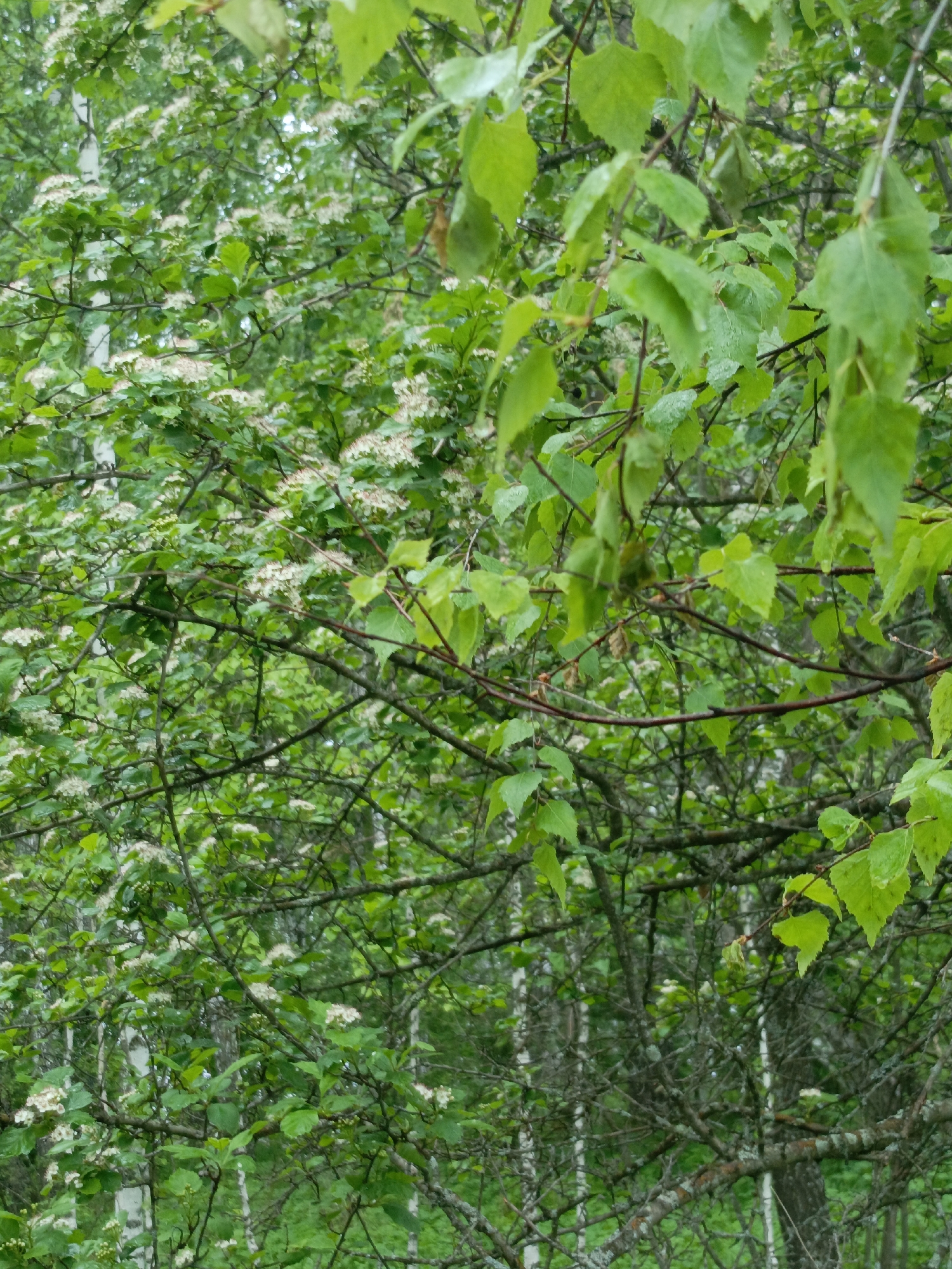 The image depicts a dense green forest, likely located in Zalesovo, Russia. The scene is dominated by trees with light green foliage, interspersed with patches of white flowers. The trees have slender trunks, some with white bark, indicating the presence of birch trees. There are branches of trees in the foreground, suggesting a close-up perspective. The environment is dense and lush, with visible undergrowth on the forest floor. The lighting is soft, implying an overcast day or the presence of significant tree cover.
