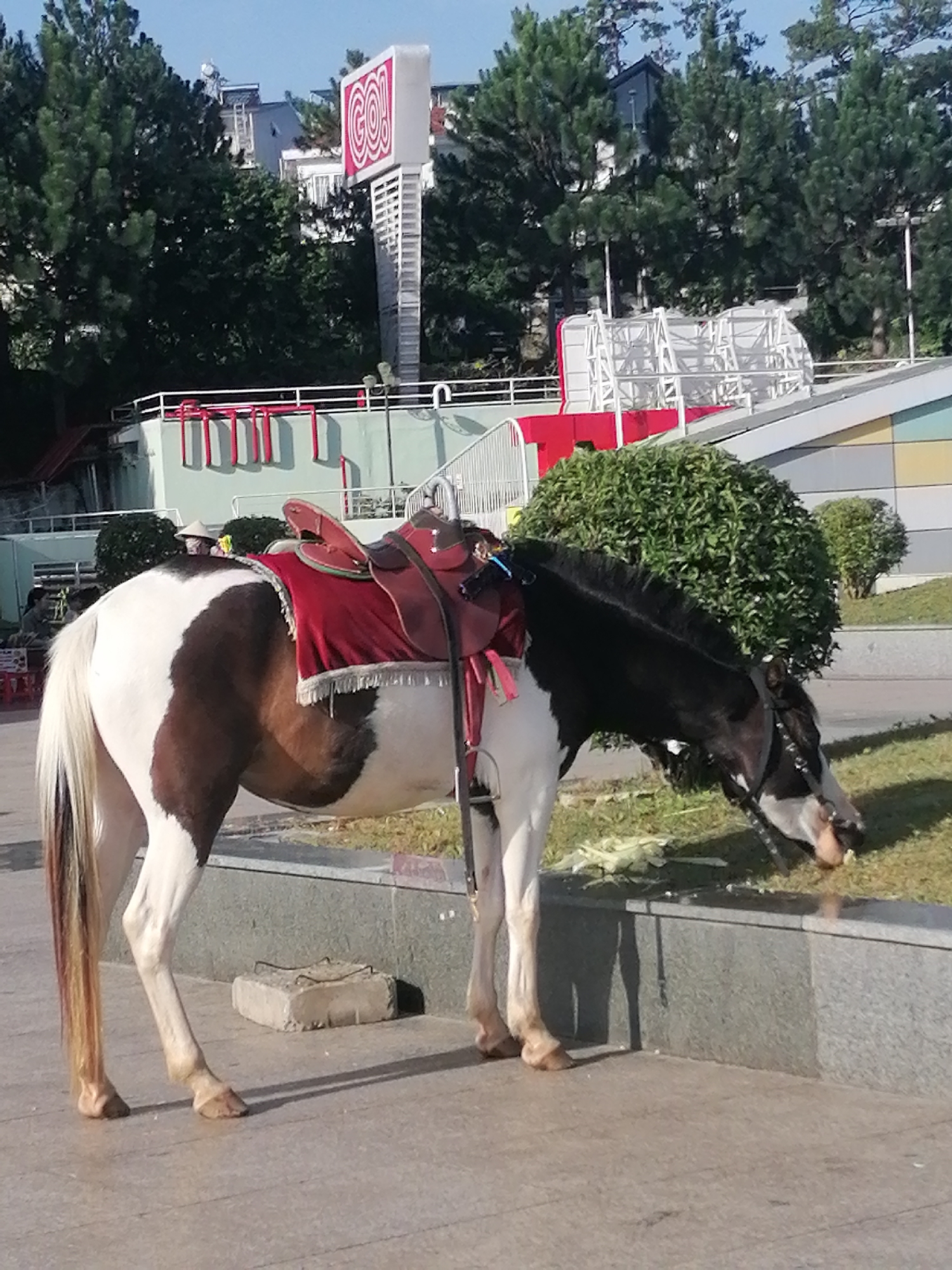 A piebald horse, saddled with a red blanket and brown saddle, grazes on grass by a concrete planter box. The horse is standing on a paved walkway, with a large green bush behind it. In the background, a tall white sign with a red "GO!" logo is visible, along with buildings and trees. The scene appears to be in a public area, likely a park or promenade, in Da Lat, Vietnam. There are no people in the immediate foreground, though distant figures are suggested. The lighting suggests it is daytime with clear weather.