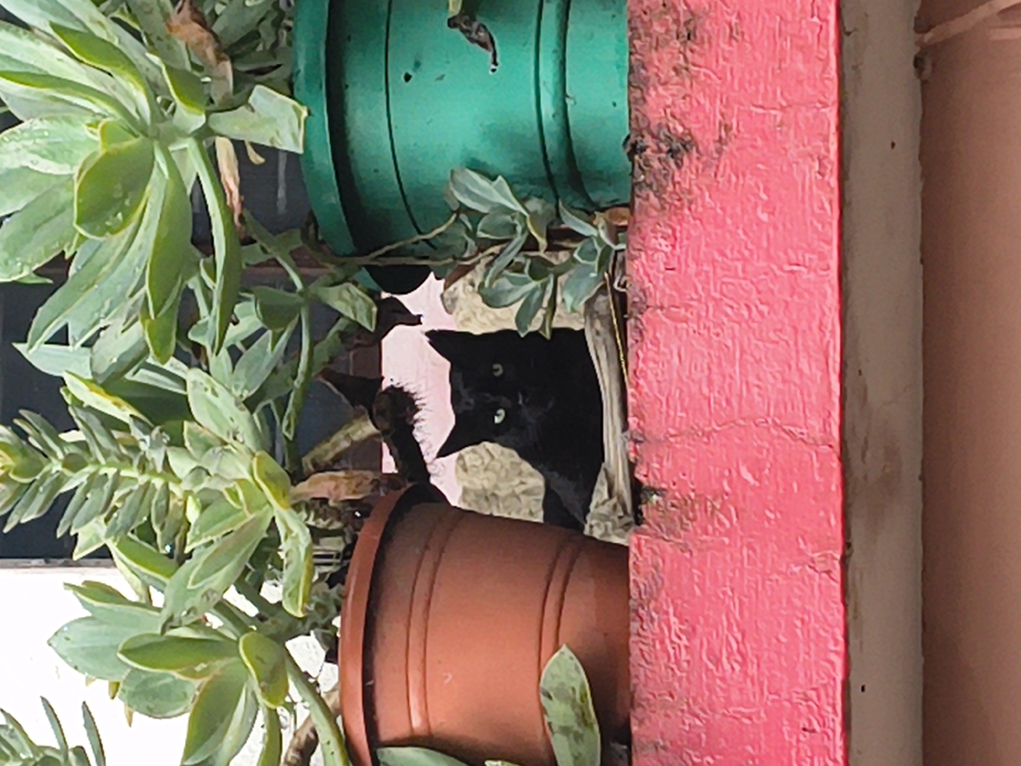 A black cat with green eyes peers out from behind a terracotta pot and a green pot, both containing succulent plants. The pots are situated on a textured, bright pink surface, possibly a ledge or windowsill. The background is indistinct, with hints of a window or wall. The overall scene appears to be outdoors, likely in a garden or balcony setting within Haini, India.