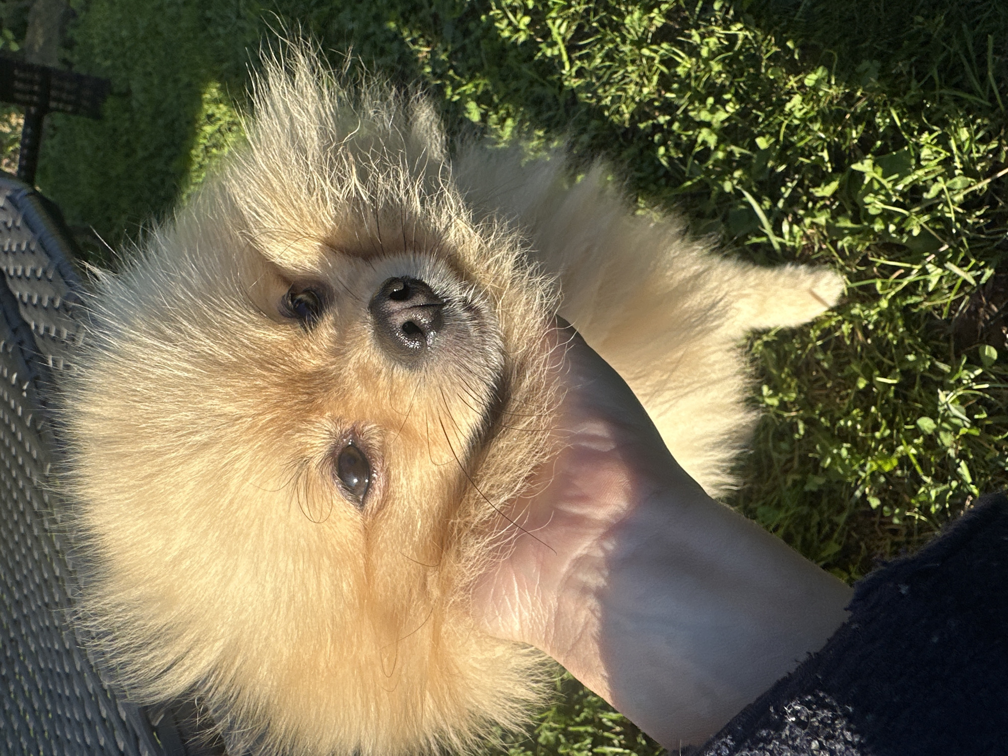 A close-up, sunlit outdoor shot shows a fluffy, light-colored Pomeranian dog being petted by a human hand. The dog's head is framed by its thick fur, with its dark eyes and nose visible. The hand, partially covered by a dark knitted sleeve, gently supports the dog's head. The background consists of green grass and the texture of outdoor furniture. The image captures a moment of affection between a person and their pet in a natural setting. The location of Галево, Russia, is not discernable from the visual information provided in the image.