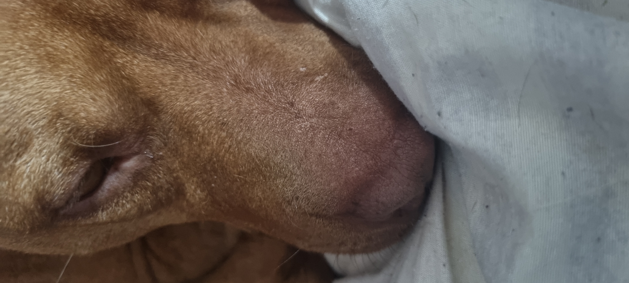 Close-up of a brown dog's face, nose near a white patterned fabric. No contextual information suggests a location in Sofia, Bulgaria.