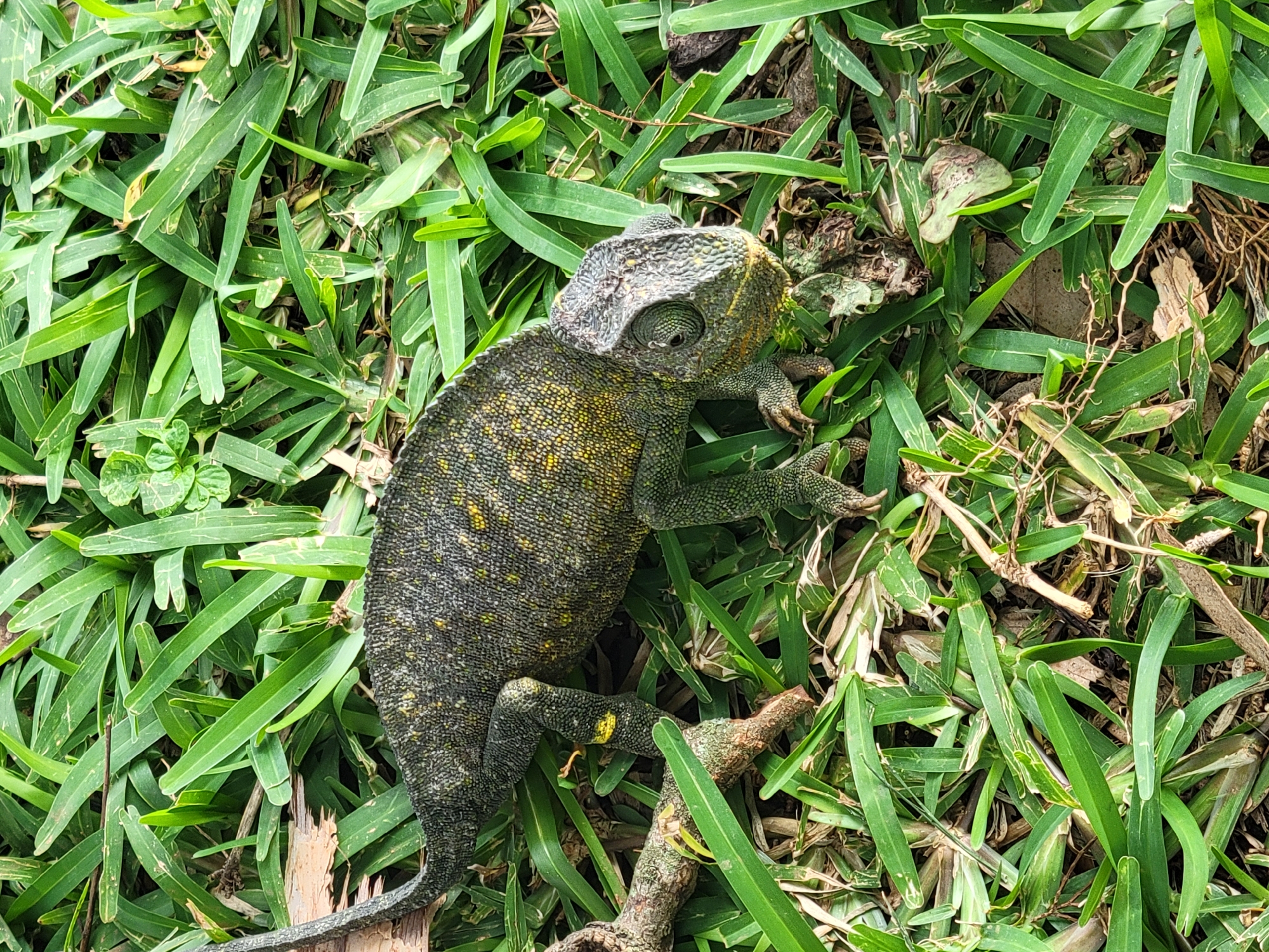 The image shows a chameleon lying on green grass. The chameleon has a rough, textured skin with patterns of dark green, gray, and yellow. Its eyes are large and prominent, and it has a long, slender tail. The chameleon is positioned in the center of the frame, with its body slightly curved.
The setting is an outdoor environment, likely a garden or lawn, with lush green grass. Some dry leaves and twigs are scattered amongst the grass, suggesting a natural or slightly untended area. The lighting appears to be natural daylight, casting soft shadows.
The chameleon is stationary in the image, appearing to be camouflaged against the grass. There is no obvious activity taking place. The overall mood is one of stillness and natural observation.
There is no visible text in the image. The location context is Jos, Nigeria.