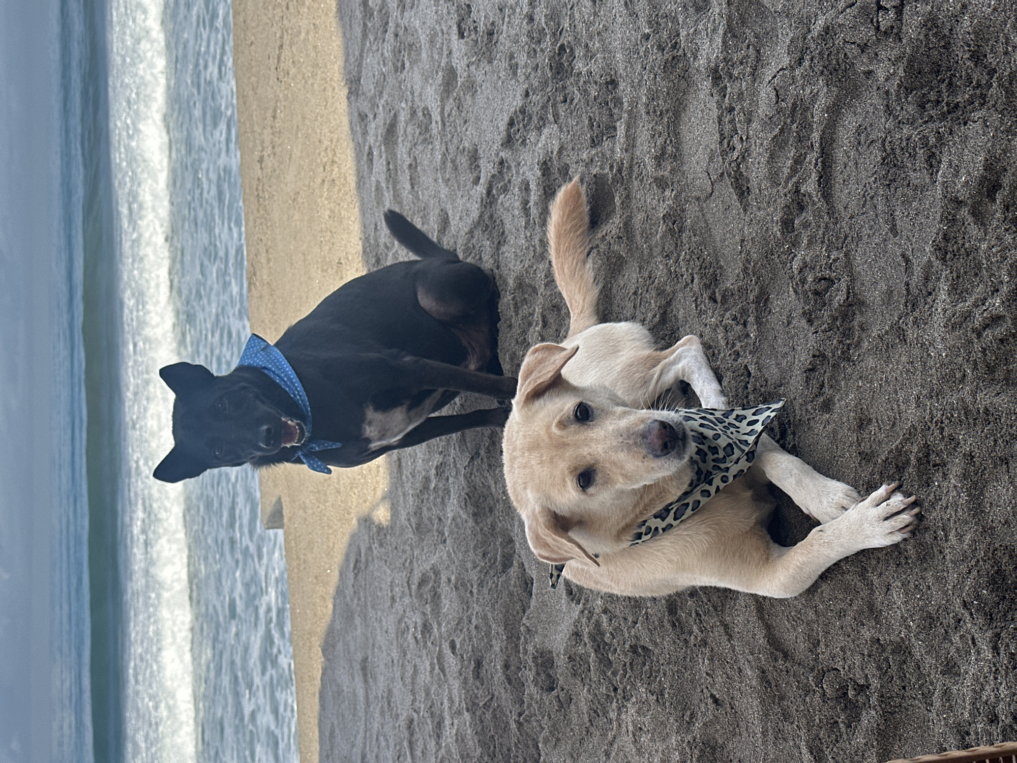 The photograph depicts two dogs on a beach in North Kuta, Indonesia. The background shows ocean waves and sand. A black dog with a blue bandana is standing behind a light-colored dog with a spotted bandana, which is lying down on the dark sand. The dogs appear relaxed.
