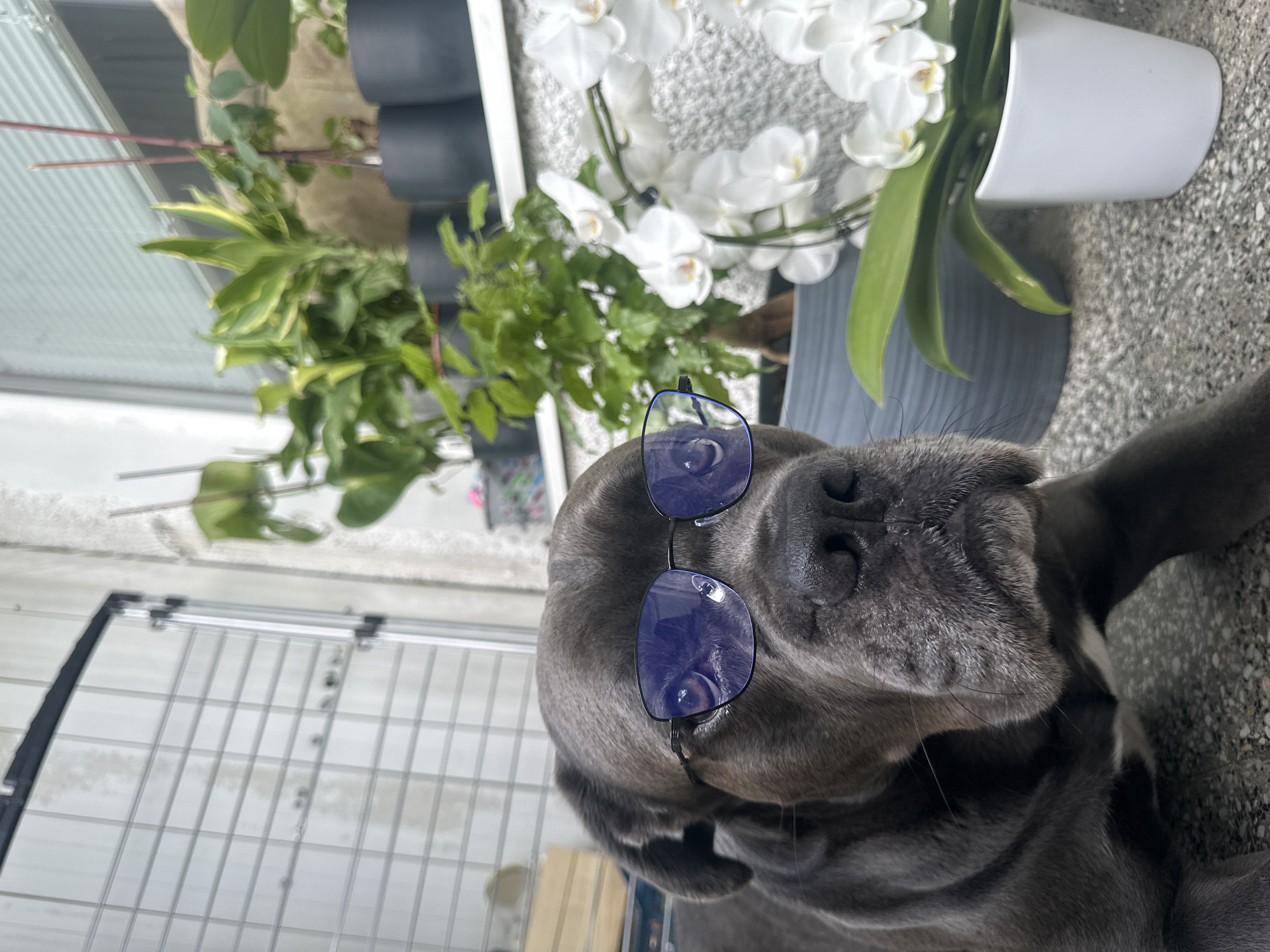 A gray Cane Corso dog is lying on a gray concrete surface. The dog is wearing blue framed glasses. The dog is positioned below and to the right of several potted plants, including one with white orchid flowers. A metal grate is visible in the background to the left of the dog. The location is Varna, Bulgaria.