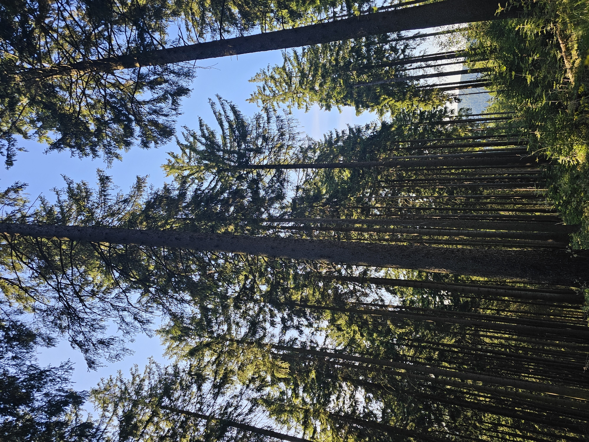 This is a low-angle, full shot photograph taken from within a dense coniferous forest in Oberhof, Germany. The image is dominated by tall, slender evergreen trees, predominantly pine or fir, reaching towards a clear blue sky. Sunlight filters through the canopy, casting dappled shadows and highlighting the vibrant green of the needles. The forest floor is visible at the bottom of the frame, covered in undergrowth, small saplings, and some fallen branches. There are no people or animals present in the scene. The overall impression is one of a serene and natural forest environment.