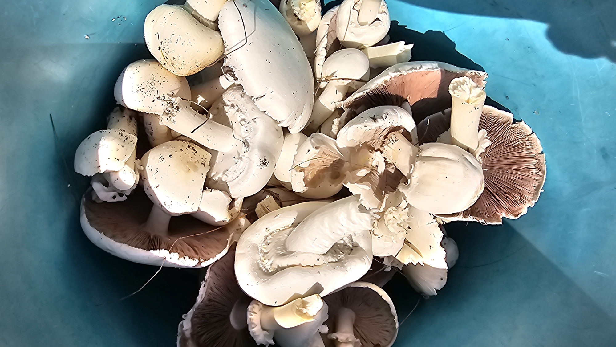 A close-up, overhead shot shows a pile of harvested mushrooms in a bright blue bucket. The mushrooms are predominantly white with brown gills and varying sizes. Some are whole, while others are broken, revealing their textured interiors. The lighting casts shadows on the mushrooms and the bucket's surface. The image is focused on the mushrooms, with the blue bucket serving as the backdrop. There is no indication of the location being Romanovka, Russia in the visual information provided.