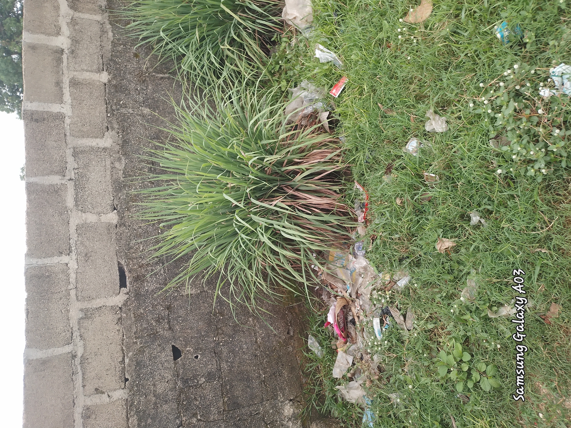 The image shows an outdoor scene with a cinder block wall in the background and a patch of green grass and plants in the foreground. There is a significant amount of litter strewn across the grass and around the base of the wall, including plastic bags and wrappers. Two clumps of tall, green grass with reddish-brown bases are prominent in the mid-ground. The overall impression is one of neglect and an unkempt environment. The bottom left corner of the image contains a watermark that reads "Samsung Galaxy A03."