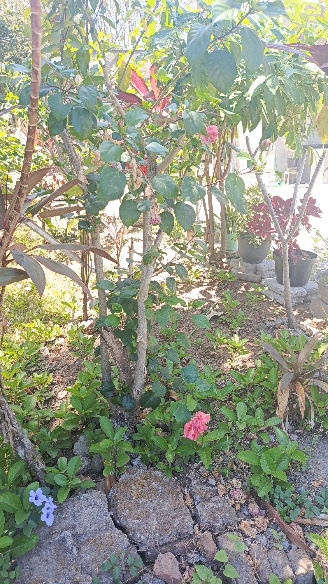 In Kertosari, Indonesia, a vibrant garden scene unfolds under bright sunlight. A cluster of plants dominates the foreground, with a central hibiscus bush displaying a striking pink bloom. To the left, two delicate purple flowers add a touch of contrasting color. The ground is a mix of soil and large, rough-hewn rocks, with smaller stones and fallen leaves scattered throughout. Behind the main cluster of plants, more greenery and some potted plants are visible, suggesting a well-maintained outdoor space. The overall impression is one of natural beauty and a peaceful, sun-drenched atmosphere.