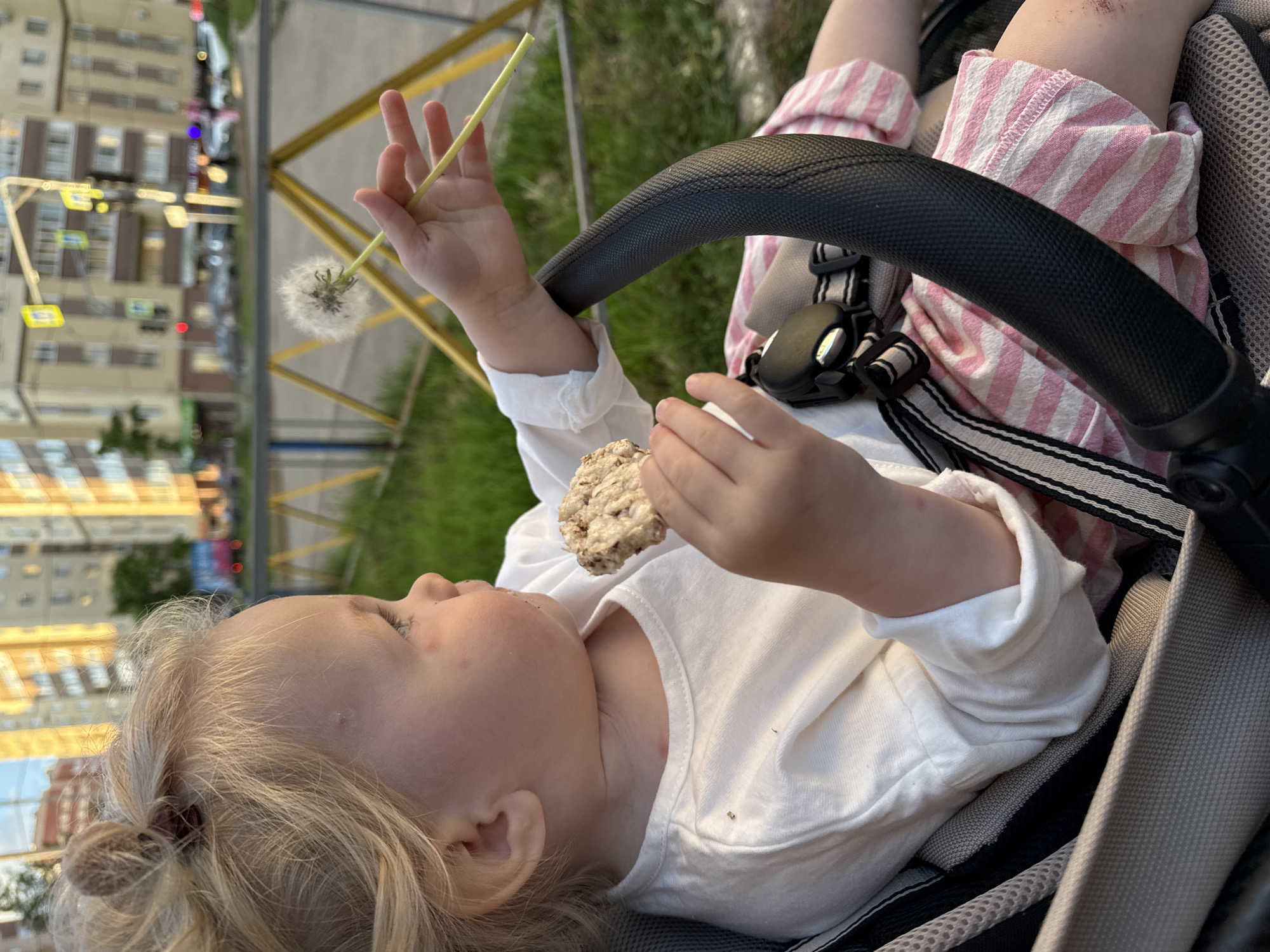 A young child with blond hair is sitting in a stroller, holding a dandelion and a small, round food item. The child is wearing a white shirt and a pink and white striped garment. The stroller has a black handle and a gray seat. In the background, there is a yellow fence, green grass, and buildings. It is difficult to determine the location in Vladimir, Russia with certainty.