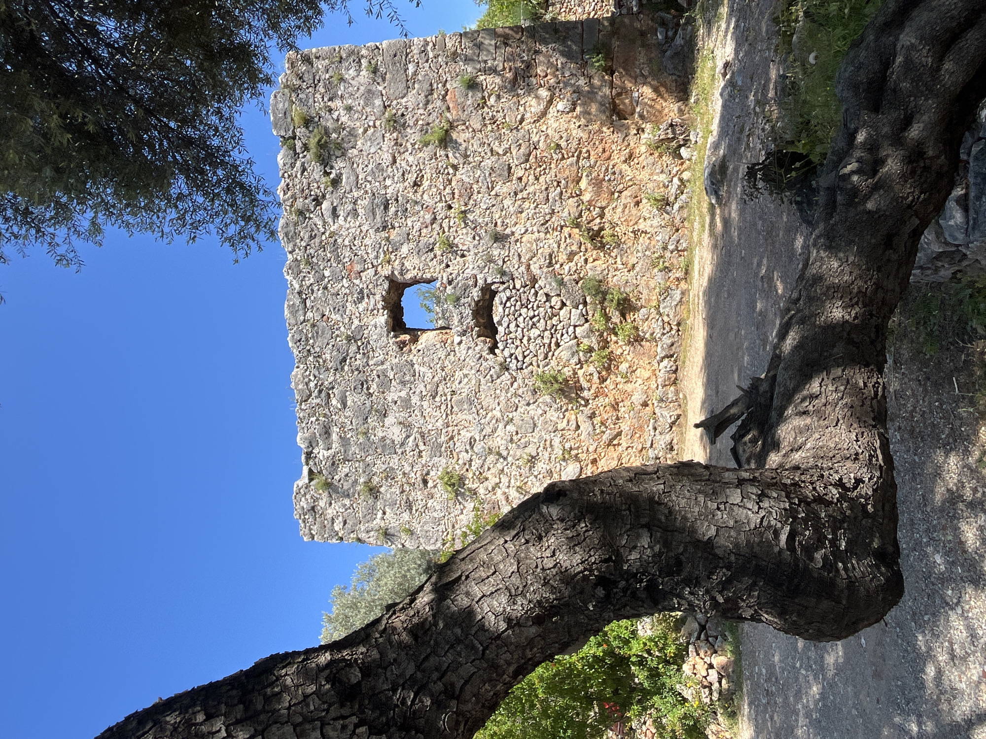The image shows the ruins of a stone structure in Alanya, Turkey, likely part of a historical site. The structure is made of rough-cut stones and has a square window opening. A large, gnarled tree trunk dominates the foreground. Blue sky is visible through the window and above the structure. Green vegetation surrounds the base of the stone structure and the tree. A dirt path is present.