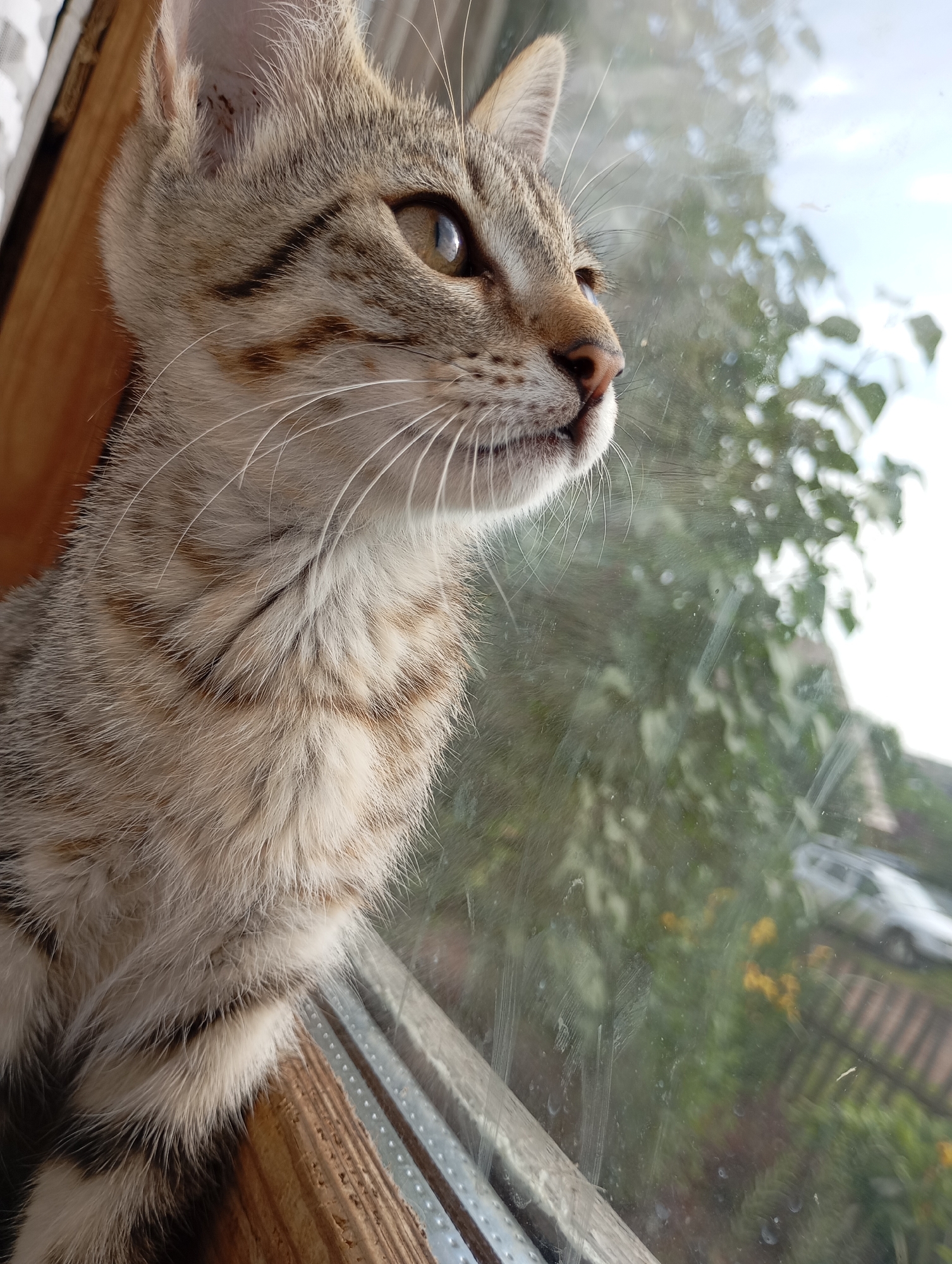 A close-up, eye-level shot shows a tabby kitten looking out a window. The kitten's head and upper body are visible on the left side of the frame, with its face turned to the right, observing something outside. The kitten has distinctive brown and black stripes on its fur, white whiskers, and large, intelligent brown eyes. Its ears are perked, and its mouth is slightly open, suggesting curiosity or alertness. The kitten is positioned on a wooden windowsill, which is rough and textured.
The windowpane is slightly dirty, with some smudges and watermarks visible, distorting the view of the outside. Through the window, a green, leafy environment is discernible. Trees and foliage are the dominant elements, with some blurry yellow flowers also present. In the background, a portion of a light-colored car is visible, parked on what appears to be a residential street or driveway. A fence made of reddish-brown planks runs horizontally across the lower right section of the background. The sky is overcast with a bright, diffused light, indicating it is daytime.
The scene is likely set in a residential area of Фоки, Russia, given the presence of a house, car, and typical backyard vegetation. The overall impression is one of a domestic setting, capturing a quiet moment of a young cat exploring its surroundings from the safety of indoors.