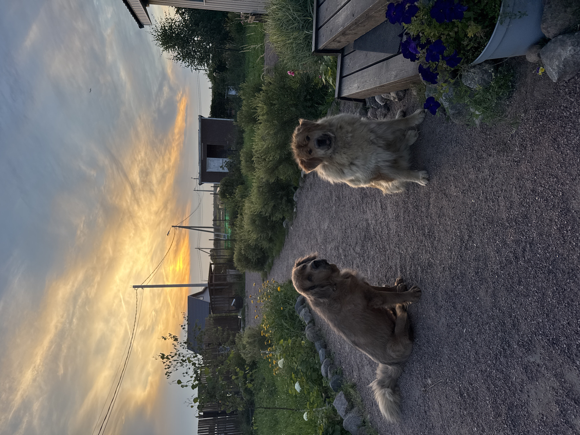Two dogs are sitting on a gravel path in what appears to be a rural yard. The dog on the left is a large, light brown dog with a fluffy tail. The dog on the right is a larger, golden-colored dog with a very shaggy coat. Behind them, there is a garden with various plants and flowers, a wooden fence, and some small buildings. In the background, there are power lines and a house with a dark roof. The sky is a dramatic sunset with orange, yellow, and blue hues, and a few wispy clouds. An airplane is visible in the sky. The location is identified as Kempelevo, Russia.