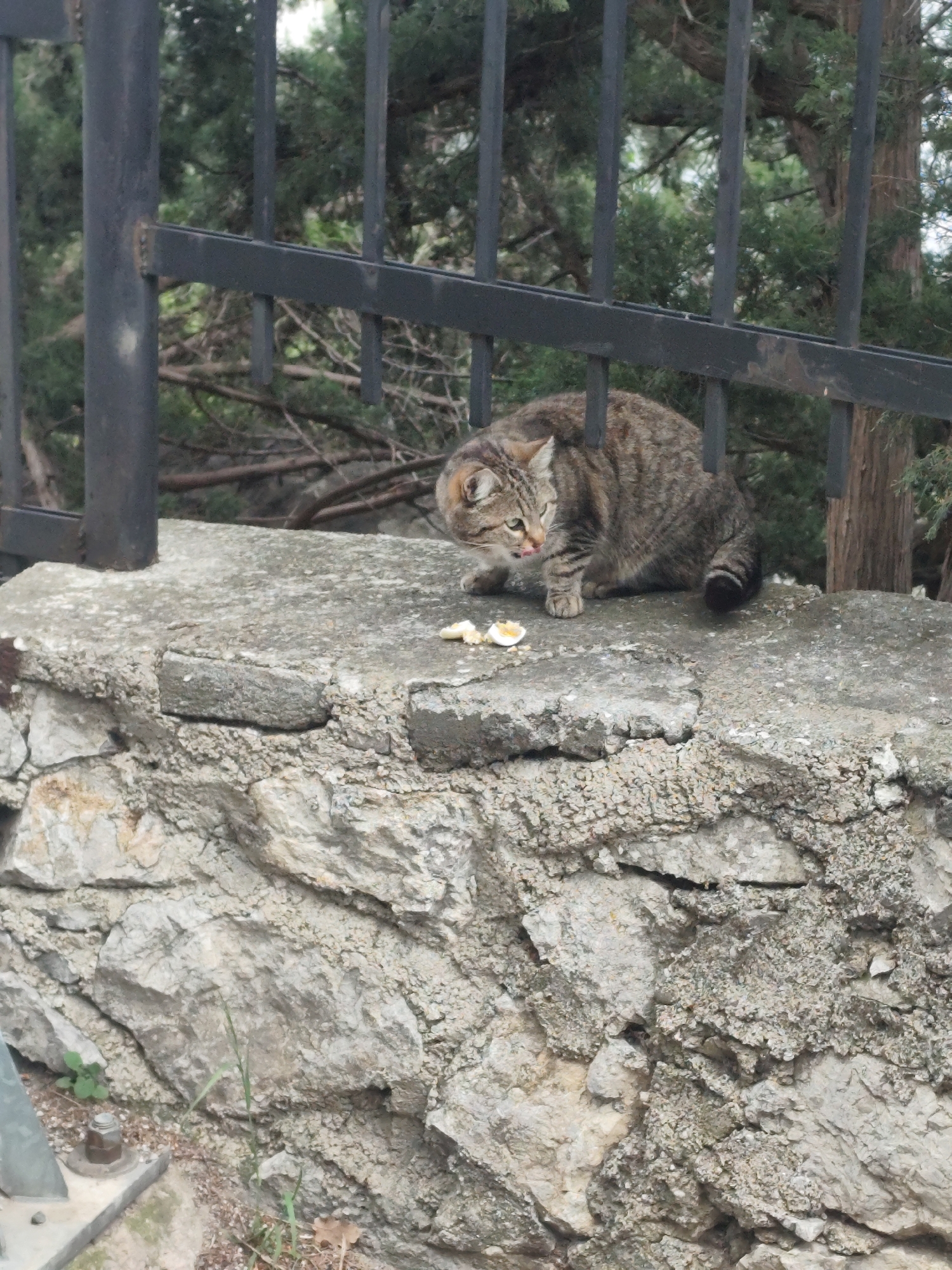 The image depicts a tabby cat perched on a stone wall next to a black metal fence. The cat is eating or licking something that appears to be pieces of a hard-boiled egg. Behind the fence and wall, there is greenery suggesting trees or bushes. The location is the city of Unknown, Unknown.