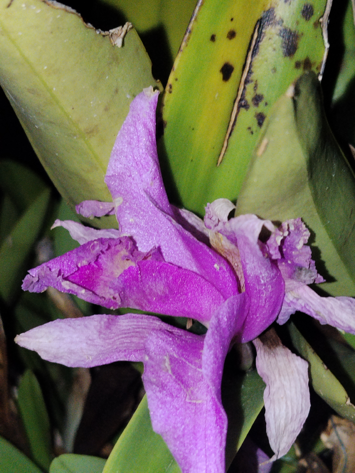 A close-up shot depicts a wilting purple orchid flower surrounded by green leaves with some brown spots. The scene is dimly lit, emphasizing the texture of the flower petals and the imperfections on the leaves. The location, Lhokseumawe, Indonesia, is not directly apparent from the image itself, and is only inferred from the query.
