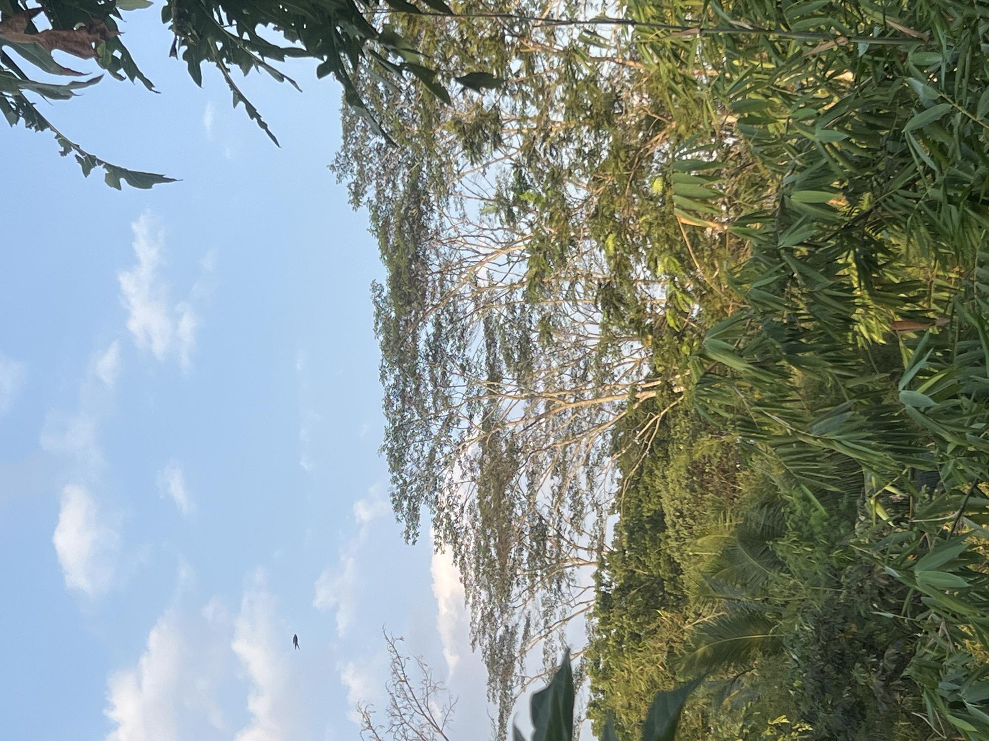 In a dense, verdant jungle scene, tall trees with a canopy of light green leaves reach towards a bright blue sky dotted with fluffy white clouds. A single dark bird is captured mid-flight in the upper left quadrant of the image. The foreground is filled with lush bamboo stalks and other tropical foliage, indicating this location is likely in the humid climate of Payaman, Indonesia, known for its rich biodiversity and tropical rainforests.