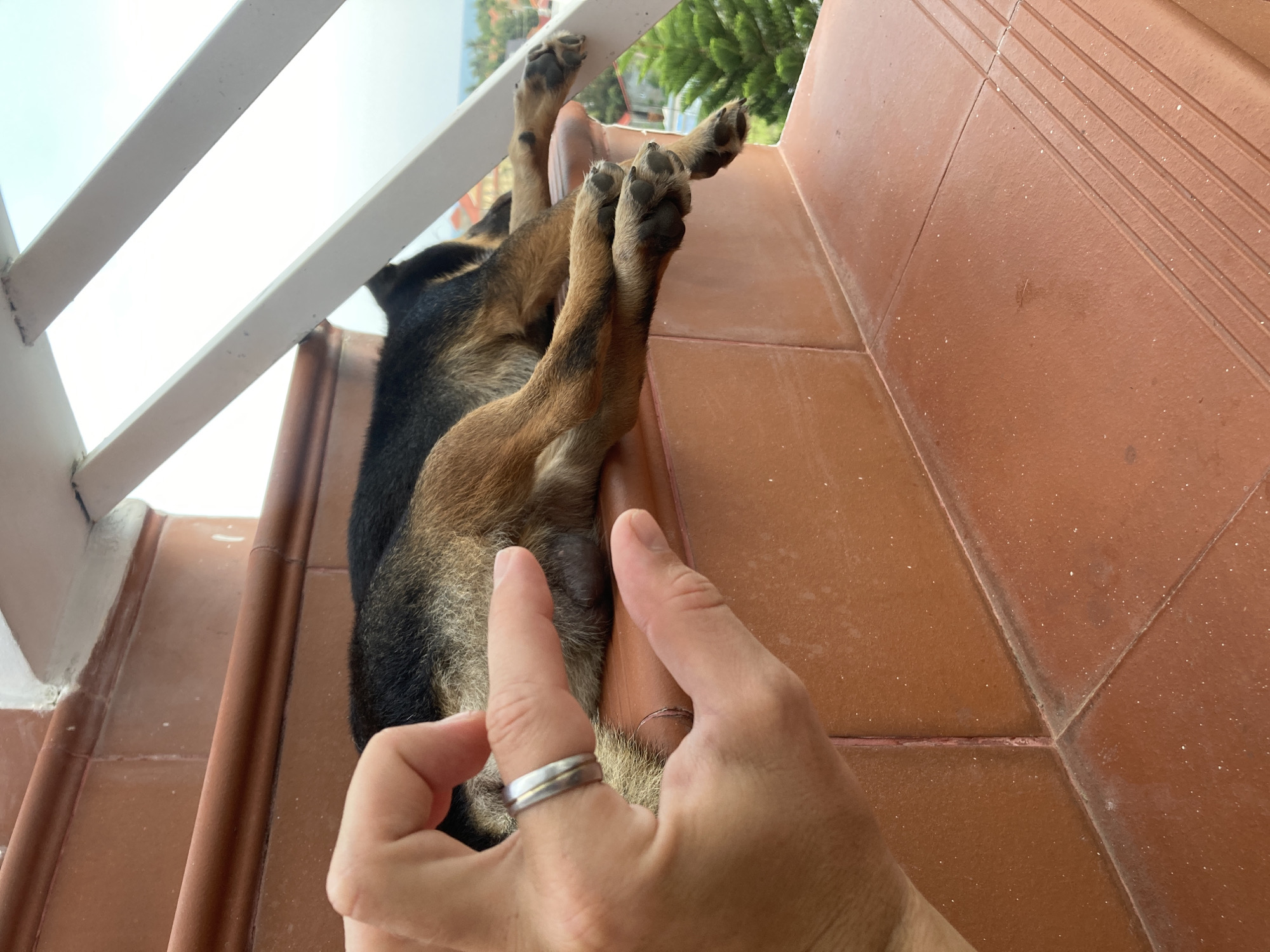 The image shows a person's hand wearing a silver ring on the ring finger, touching the leg of a dog. The dog is lying on a tiled surface, with a white railing visible in the background. The tiles appear to be brown and are laid in a geometric pattern. The location is Mũi Né, Vietnam, inferred from the context clues of the scene.