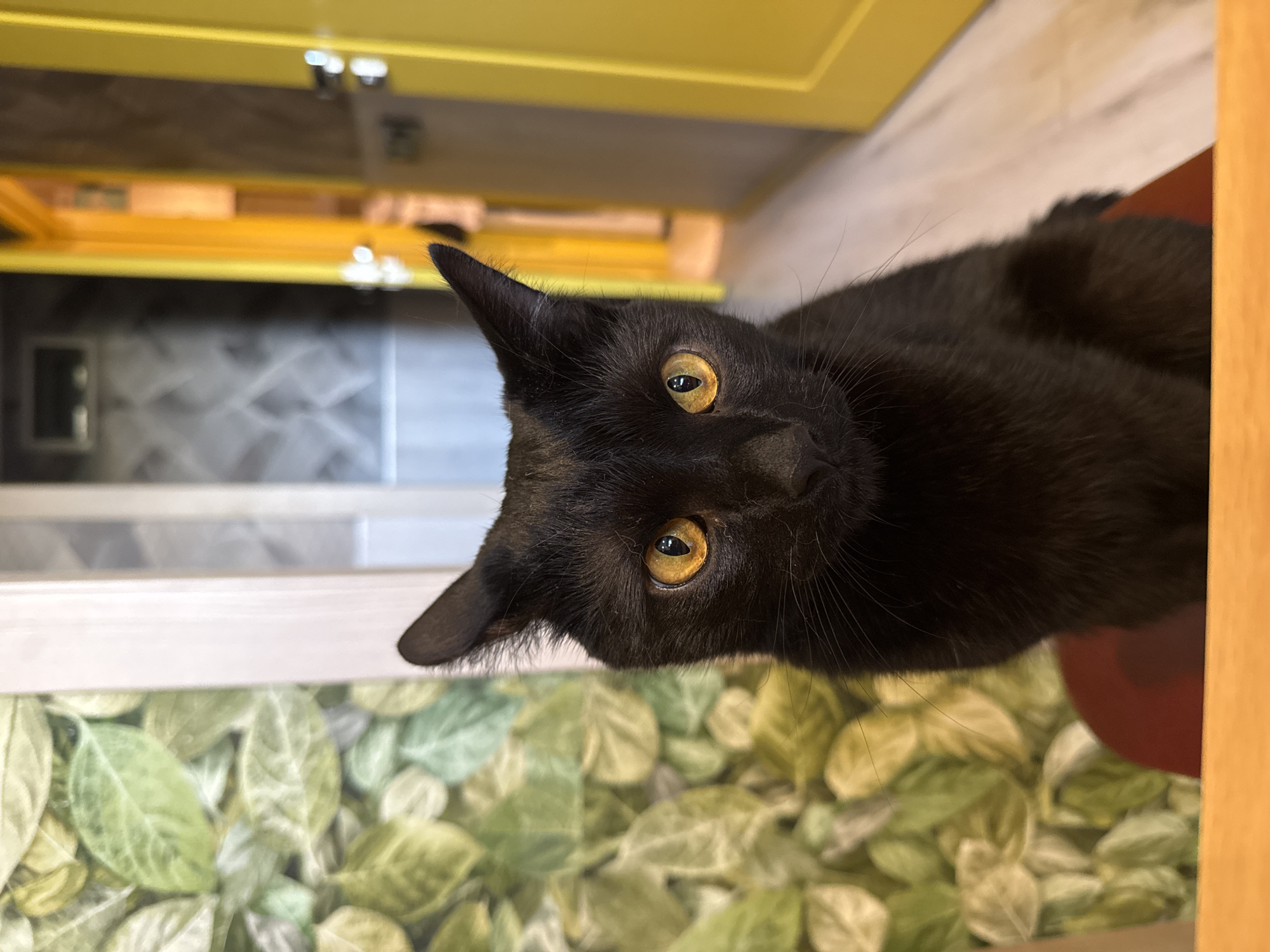 A black cat with bright orange eyes is sitting on a red surface, looking directly at the camera. The cat is positioned in the foreground, with its face and upper body visible. Behind the cat, to the left, is a wall with a green leaf-patterned wallpaper. To the right, there is a hallway with a bright yellow door and what appears to be another doorway further in the background, with grey and patterned walls. The floor is light-colored wood. The image appears to have been taken indoors. There are no people visible in the image. The location is specified as Konakovo, Russia.