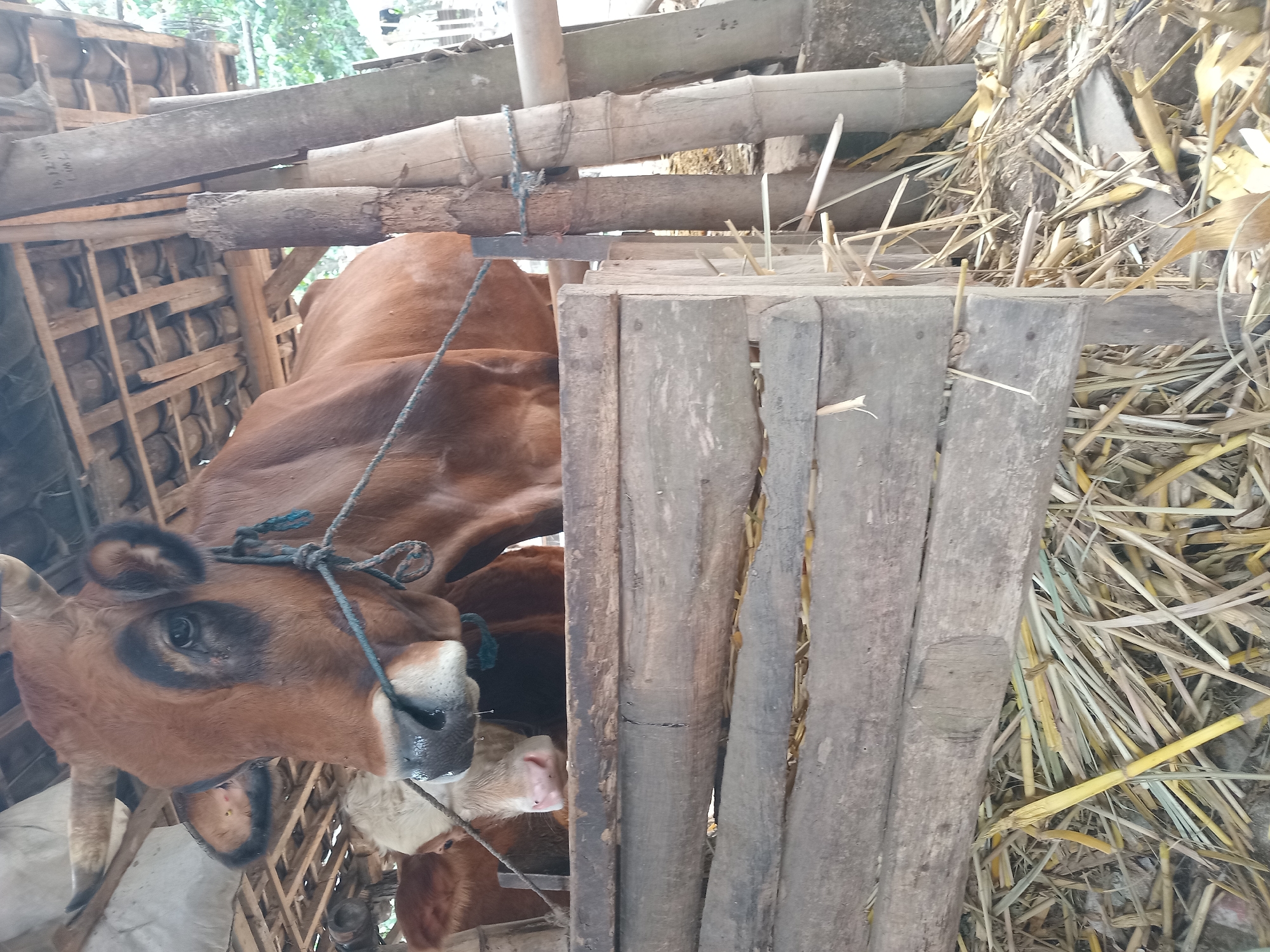 A brown cow with horns stands in a barn with a partially thatched roof in Puncu, Indonesia. The cow is facing left, with its head tilted slightly downwards. Another cow, lighter in color with white markings on its face, stands to its left. A rope is tied around the brown cow's neck. The barn floor is covered in straw and dried vegetation. Wooden planks form the barrier of the enclosure.