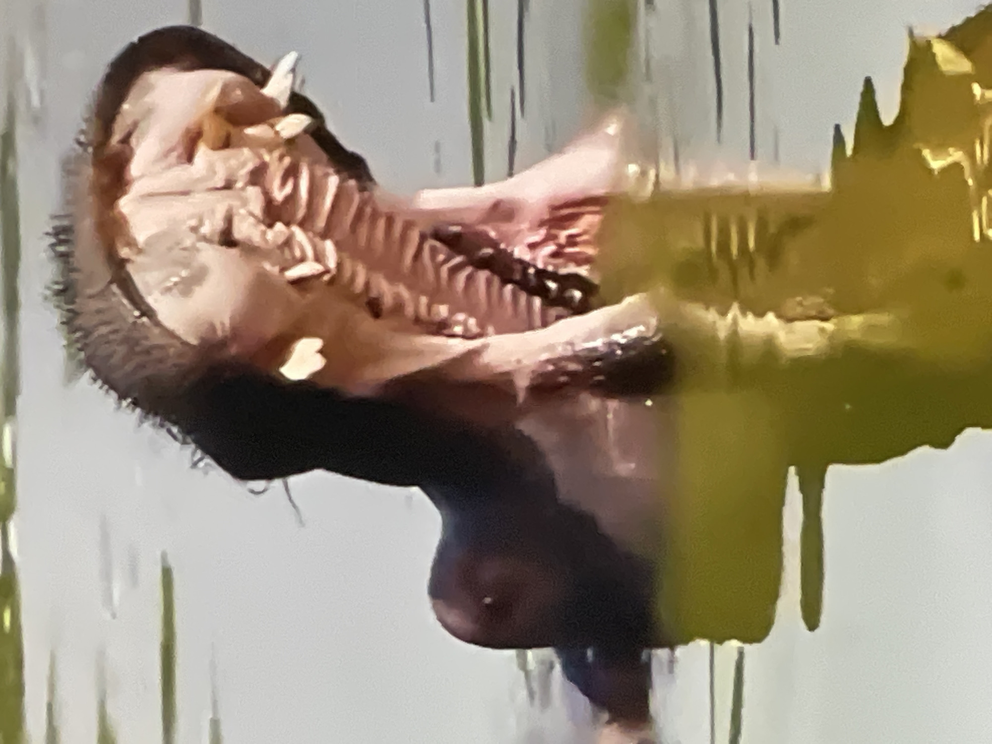 A hippopotamus is partially submerged in murky water, with its mouth wide open, revealing its teeth and gums. The water reflects the animal and the surrounding environment, which appears to be a natural setting. The image captures a close-up view of the hippopotamus's head and upper body. There are no visible signs of human presence or urban elements in this image, making it unlikely to be located in Pattaya City, Thailand, which is known for its beaches and city life.