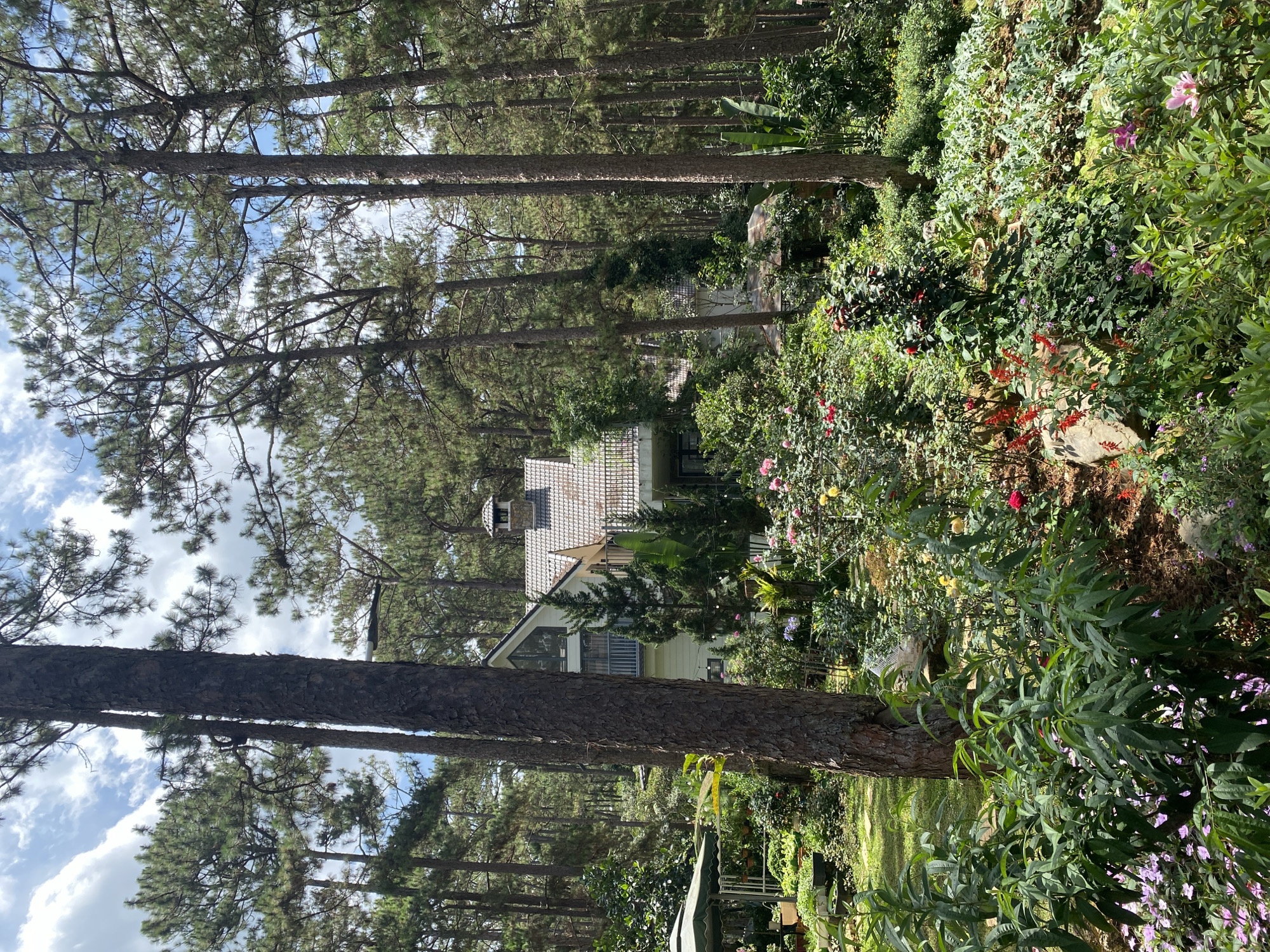 The image captures a tranquil scene in Da Lat, Vietnam. Dominating the frame are tall pine trees, their trunks reaching skyward. Through the trees, a house is visible, featuring a light-colored exterior and a tiled roof with a prominent chimney. Lush greenery surrounds the house, with various plants and flowers adding splashes of color. The scene exudes a sense of serenity, characteristic of the natural beauty found in Da Lat. The presence of the house nestled among the trees suggests a peaceful residential area, blending nature with habitation.