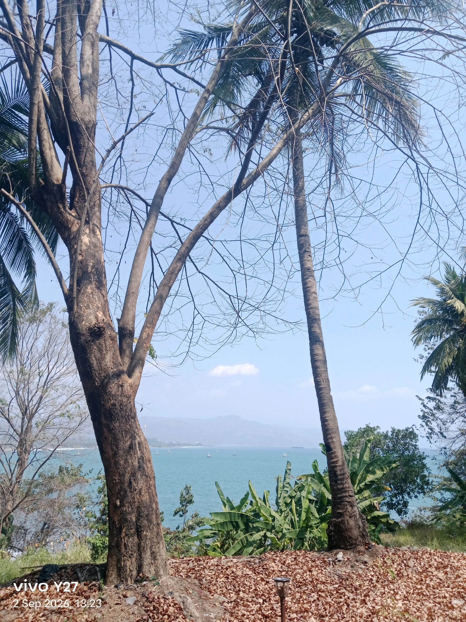 In Citepus, Indonesia, a tropical landscape is depicted under a clear, bright sky. The foreground is covered with a dense layer of dry, brown leaves, with a small, dark garden light visible on the ground. Two prominent trees stand in the center of the frame. The tree on the left has a thick, textured brown trunk with several branches extending upwards, many of which are bare. To its right, a tall, slender coconut palm tree stands with its trunk showing the characteristic segmented pattern, and its fronds are sparse. In the middle ground, a lush cluster of banana plants with large green leaves adds a vibrant contrast to the drier vegetation. Beyond the banana plants, a body of turquoise water, likely the sea, stretches towards the horizon. Several small sailboats are visible scattered across the water. In the background, a range of hazy, blue mountains forms the distant shoreline. The overall impression is one of a warm, sunny day in a coastal area.